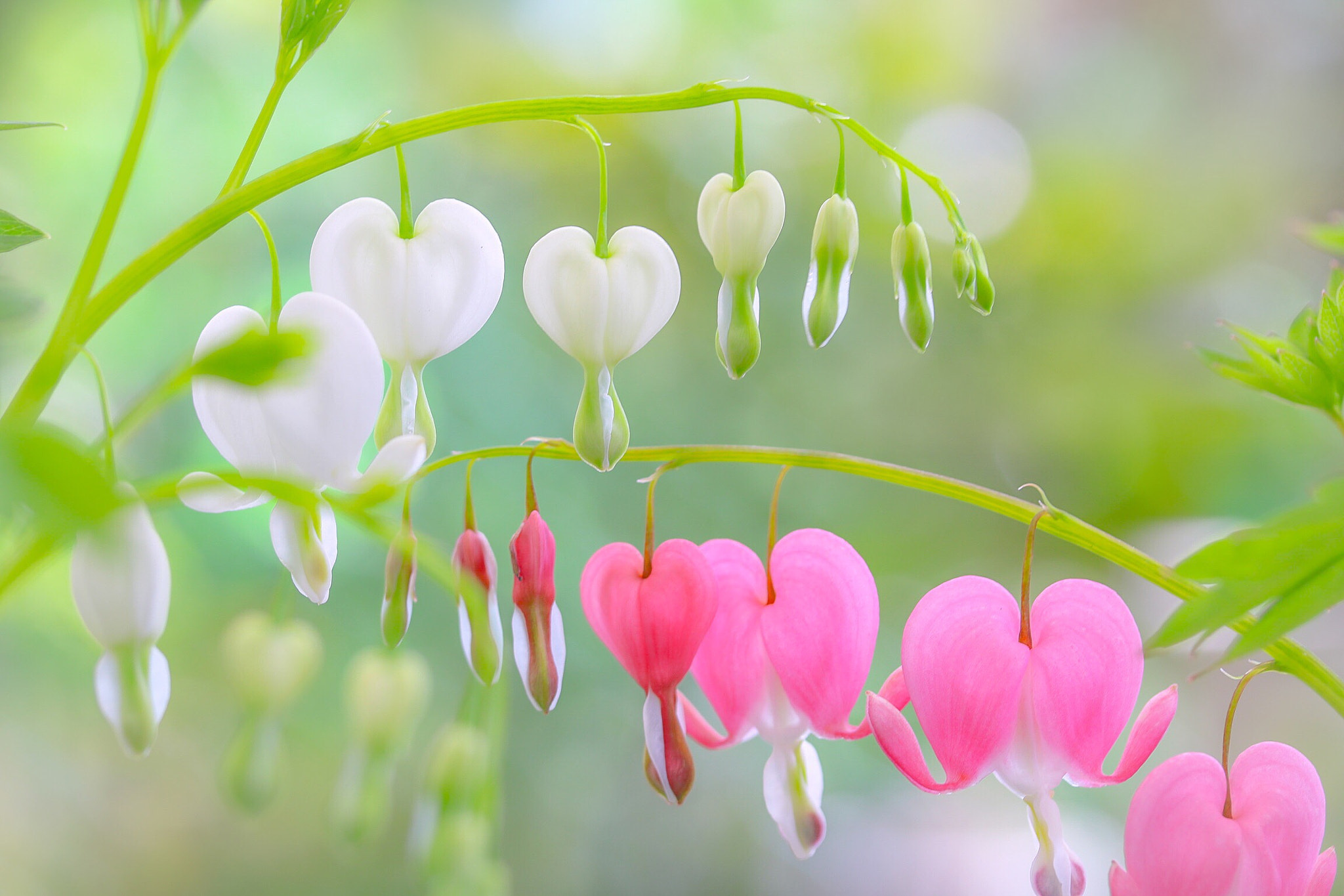 Canon EOS 760D (EOS Rebel T6s / EOS 8000D) sample photo. Co-star of hearts photography