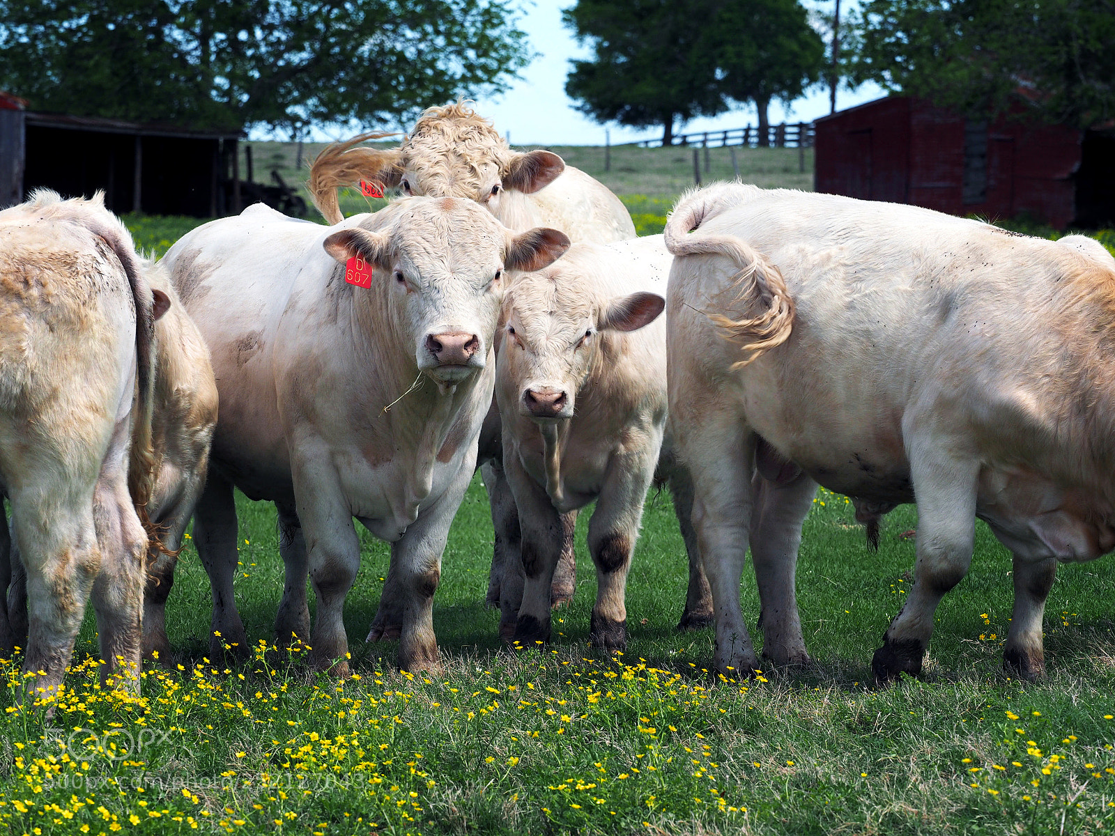 Olympus OM-D E-M1 sample photo. Suspicious cows photography