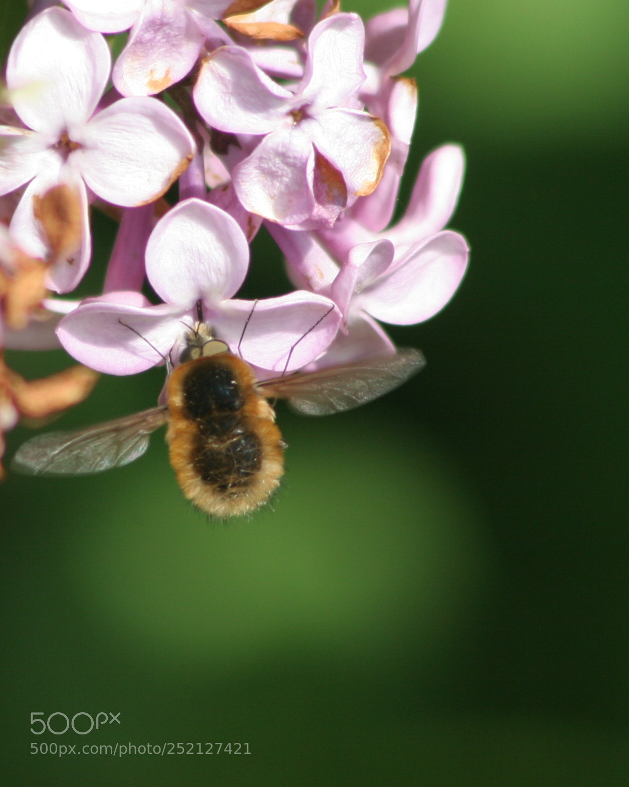 Canon EOS 20D sample photo. Busy as a bee photography