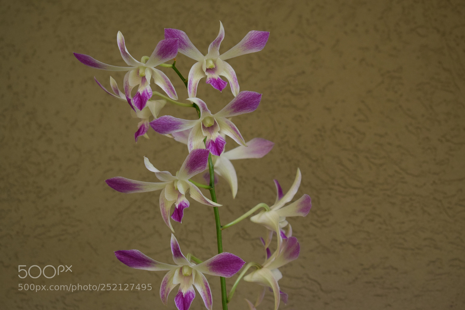 Nikon D3300 sample photo. Orchid photography