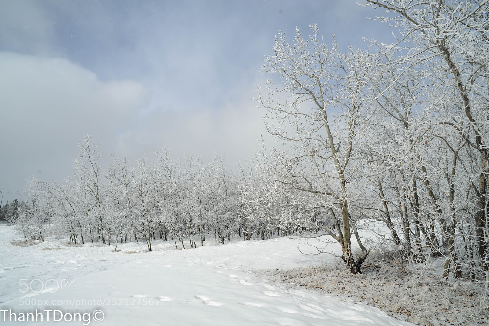 Nikon D700 sample photo. Bare trees in winter photography