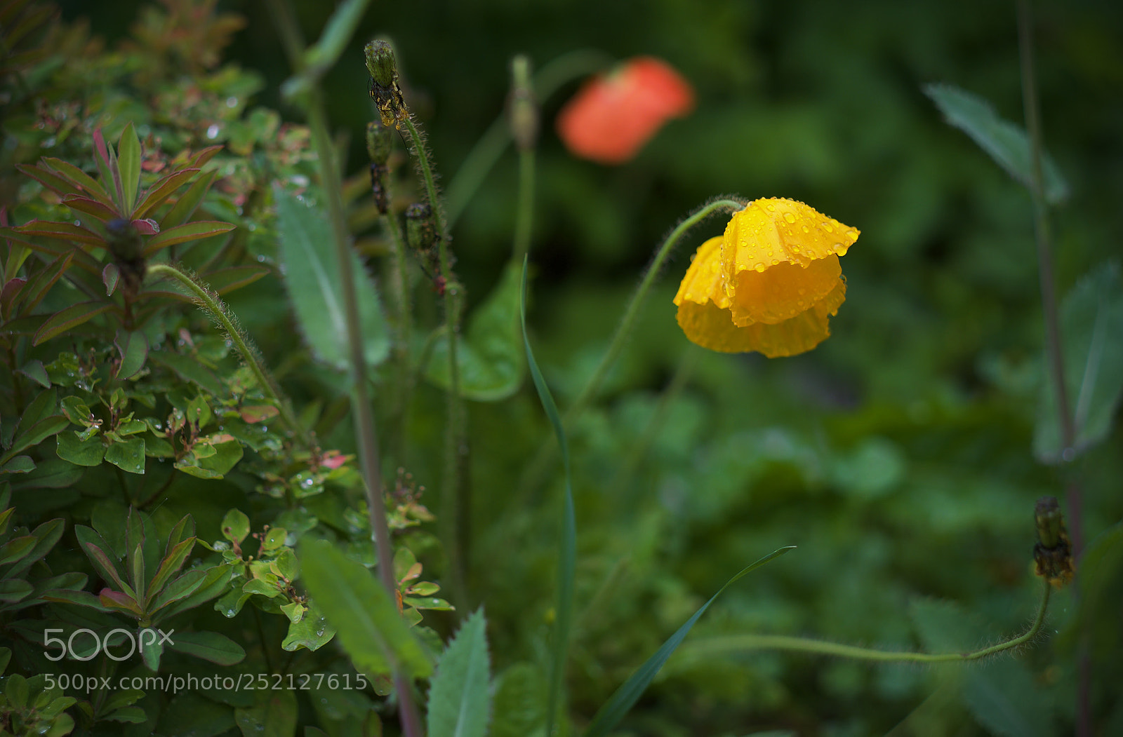 Fujifilm X-T1 sample photo. ... photography