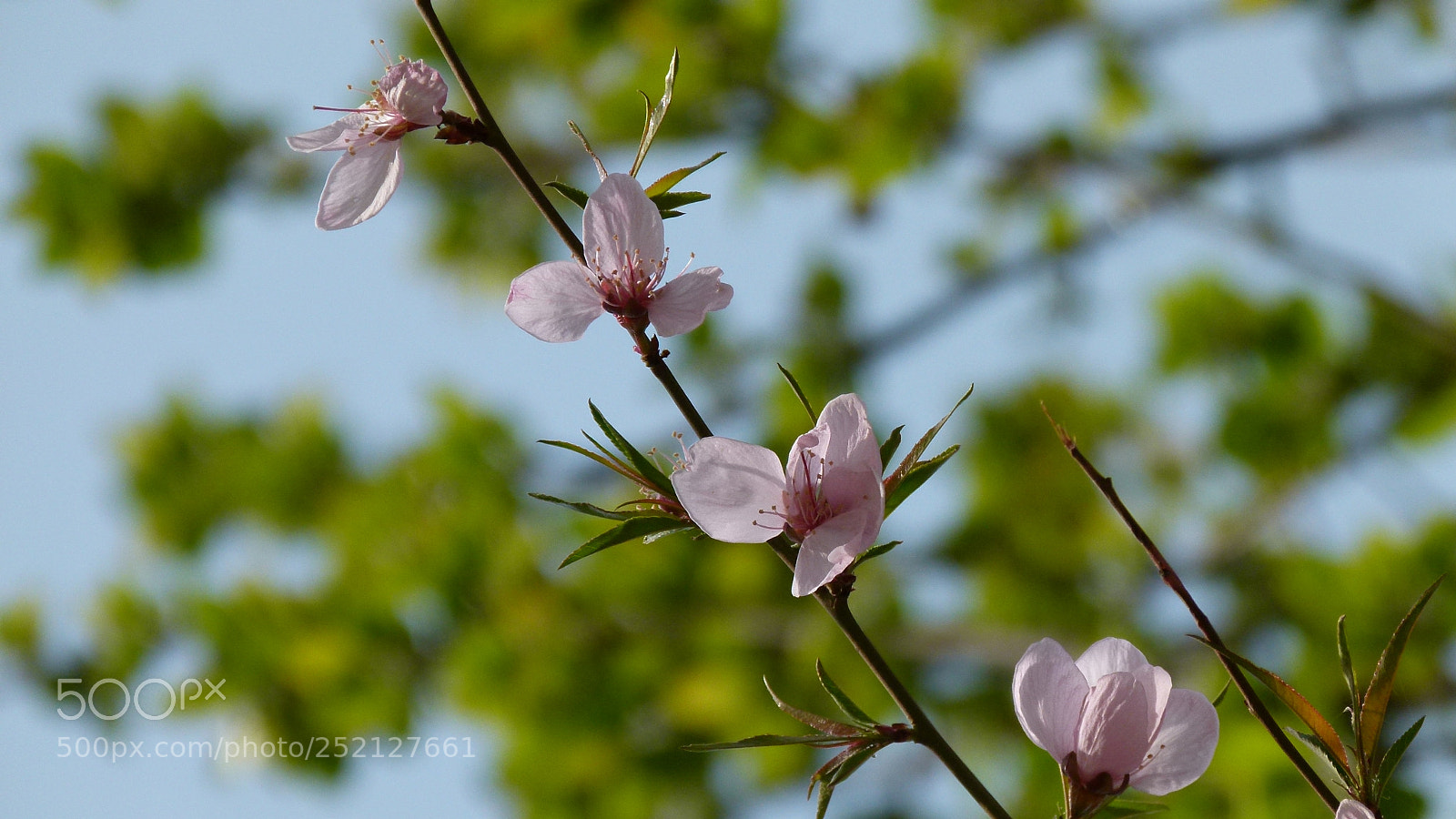 Leica V-Lux 2 sample photo. Untitled photography