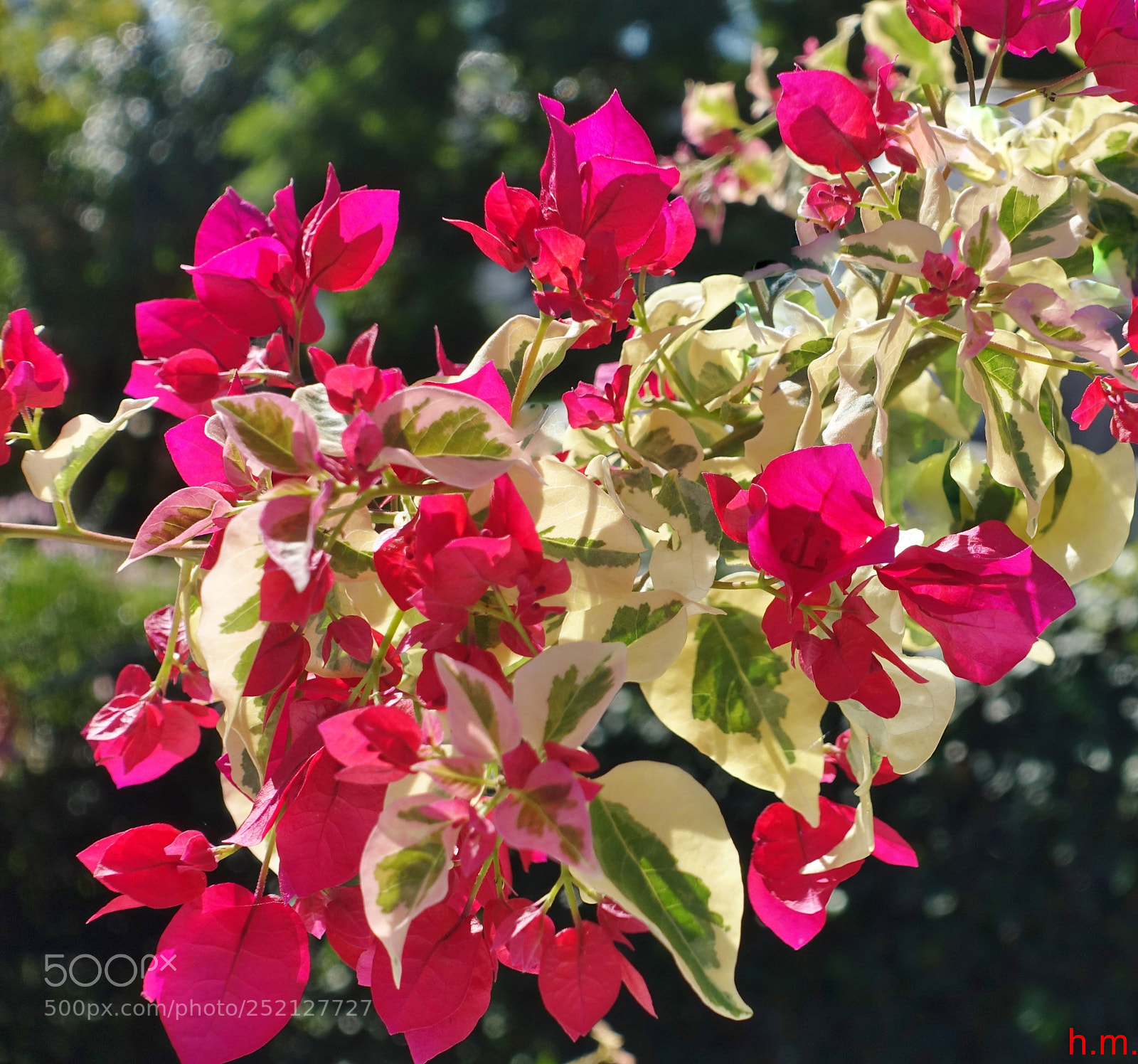 Sony Cyber-shot DSC-RX100 III sample photo. Abcdo photography