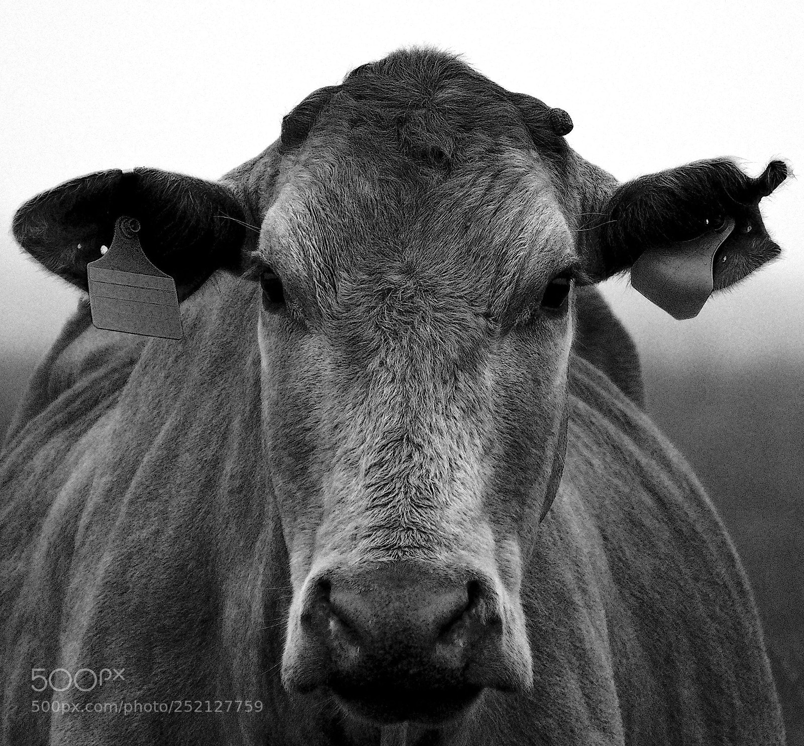Sony a6300 sample photo. Cow photography