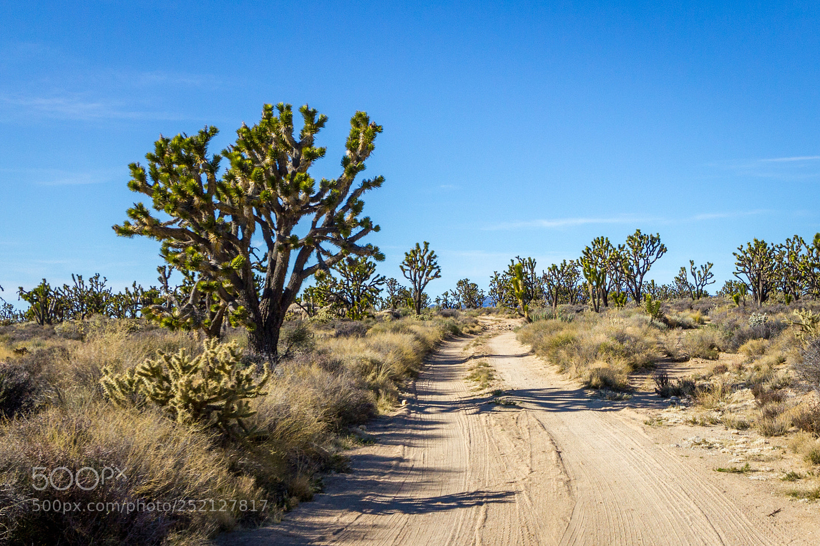 Canon EOS 550D (EOS Rebel T2i / EOS Kiss X4) sample photo. The joshua tree path photography