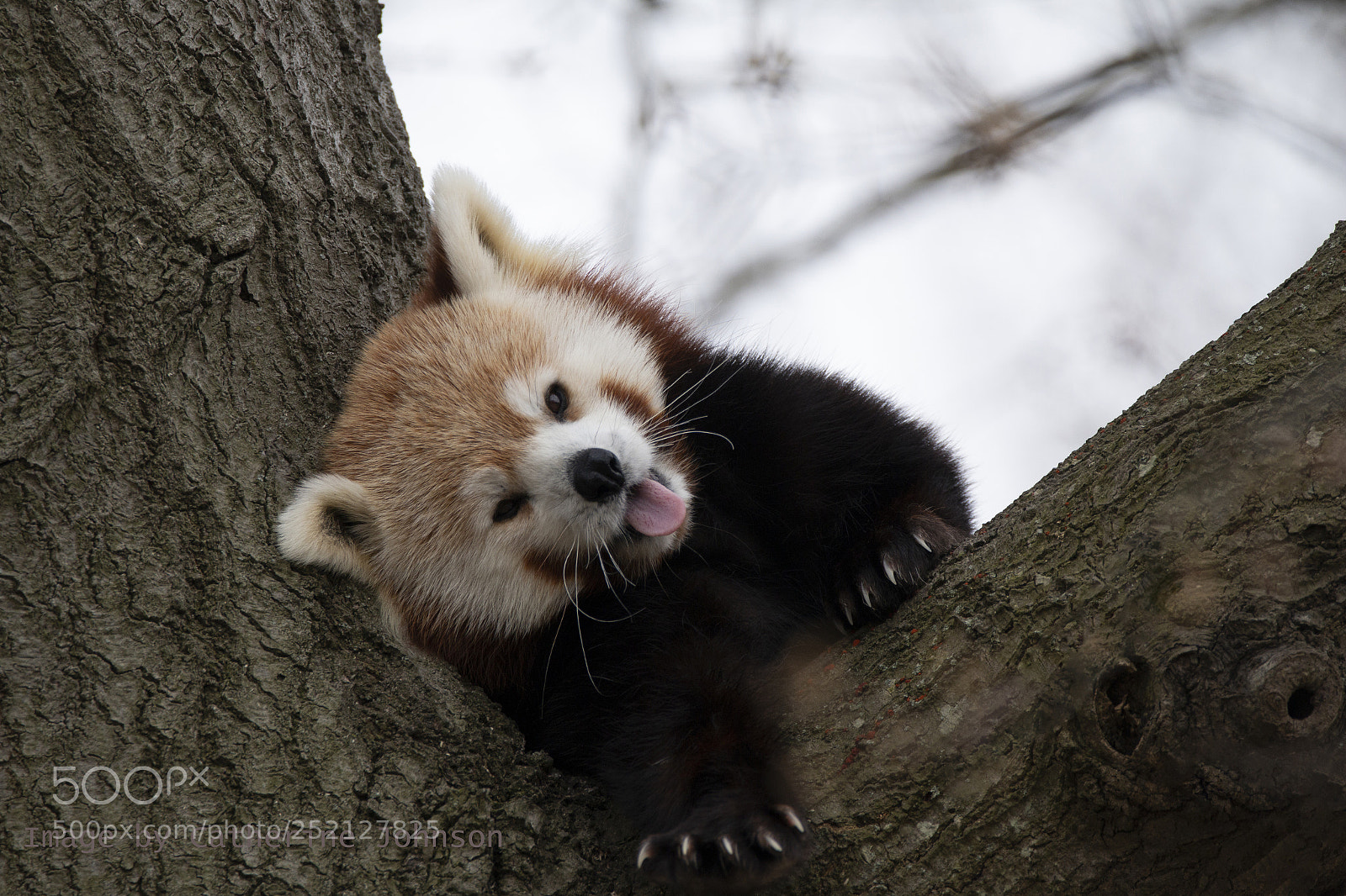Canon EOS 70D sample photo. Red panda photography