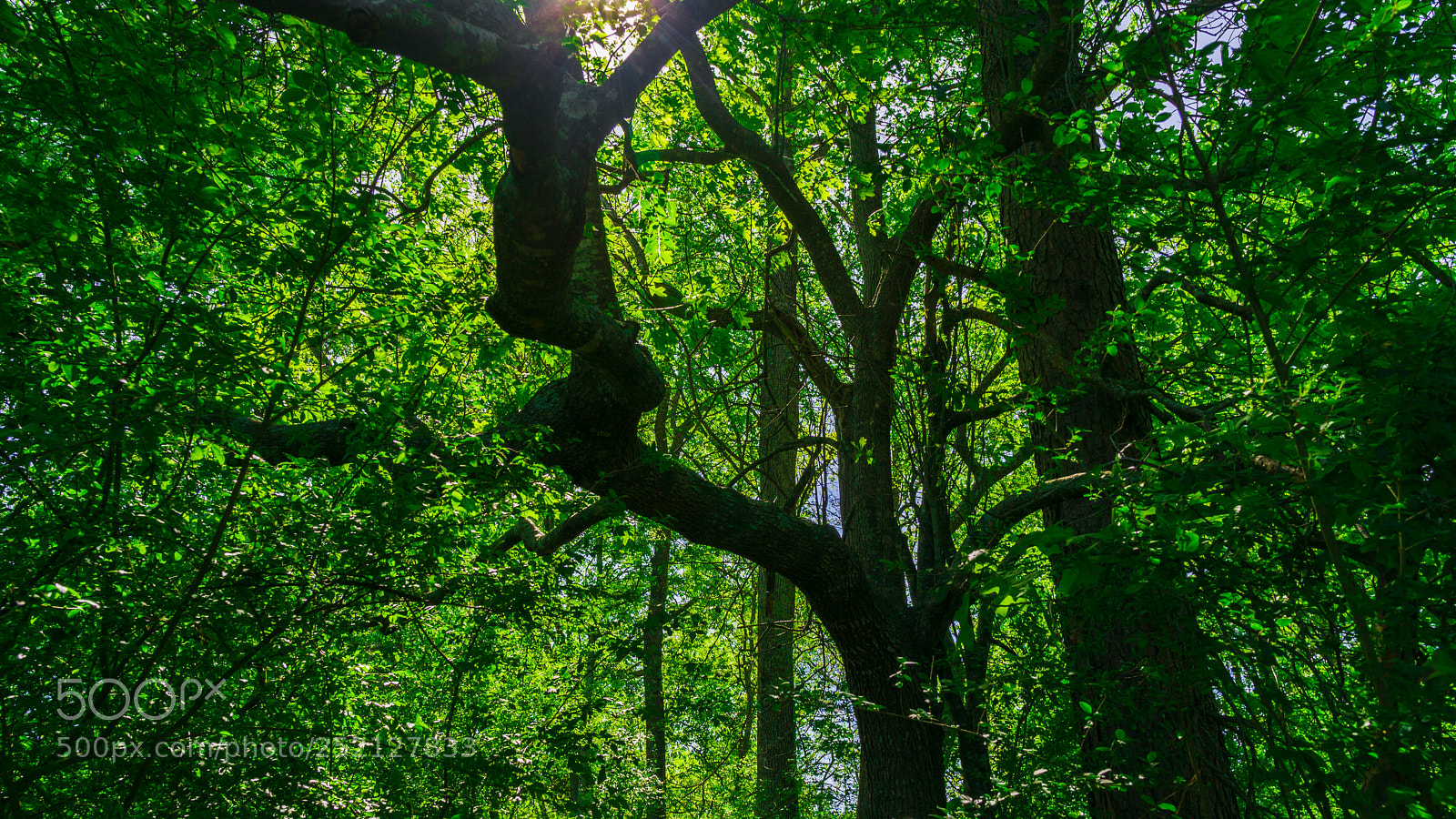 Sony a6000 sample photo. Dsc photography