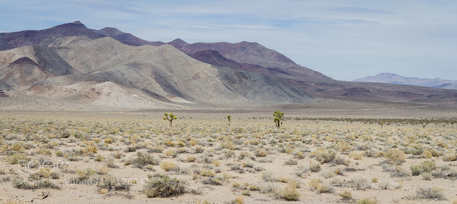 Canon EOS 550D (EOS Rebel T2i / EOS Kiss X4) sample photo. Three lonely joshua trees photography