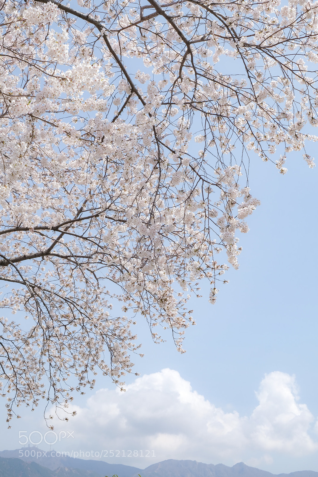 Fujifilm X-Pro2 sample photo. Cherry blossom photography