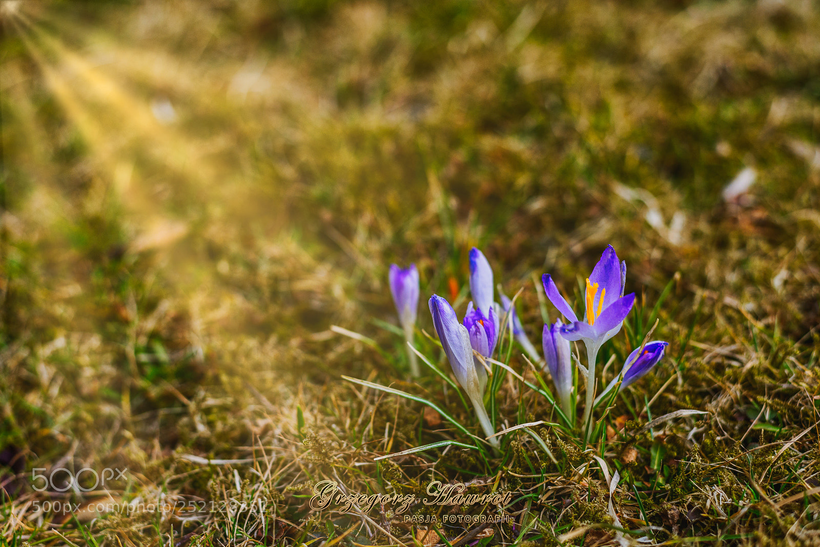Nikon D800 sample photo. Wiosenny skarb, park chopina photography