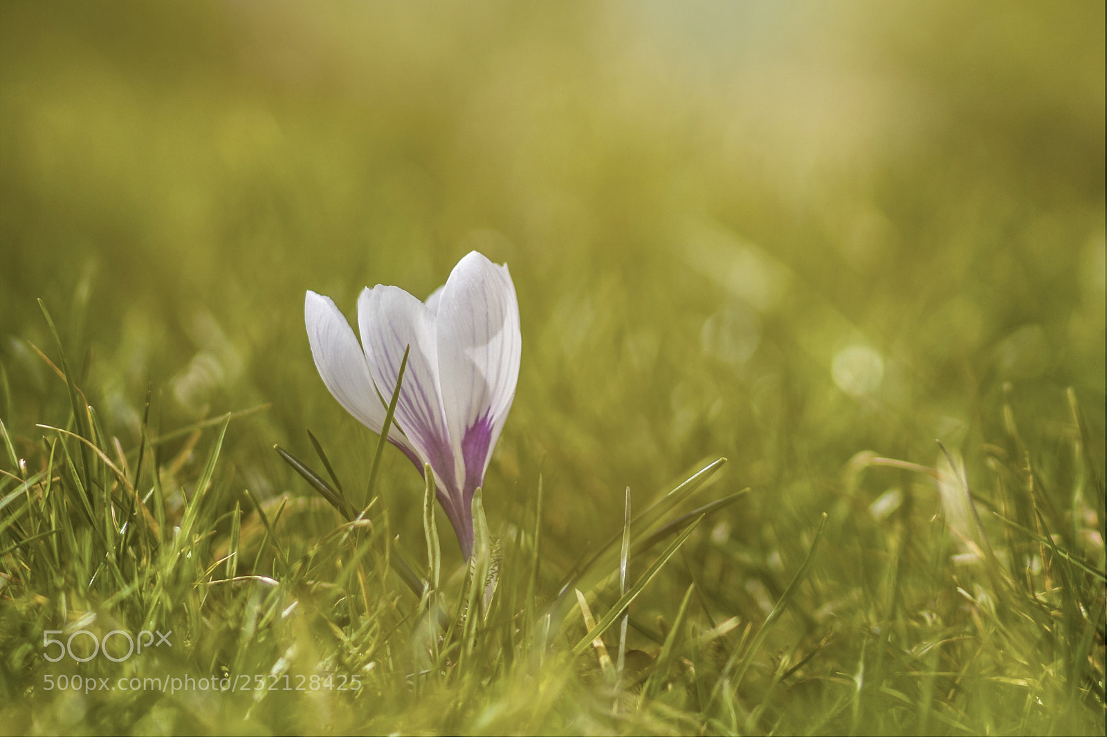 Canon EOS 60D sample photo. Sunny spring day photography