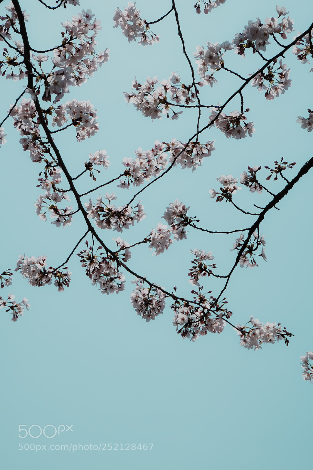 Fujifilm X-Pro2 sample photo. Cherry blossom photography