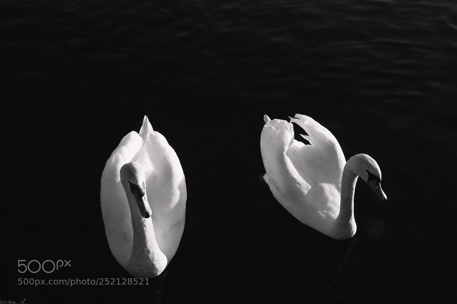Canon EOS 5D Mark IV sample photo. Isolation photography