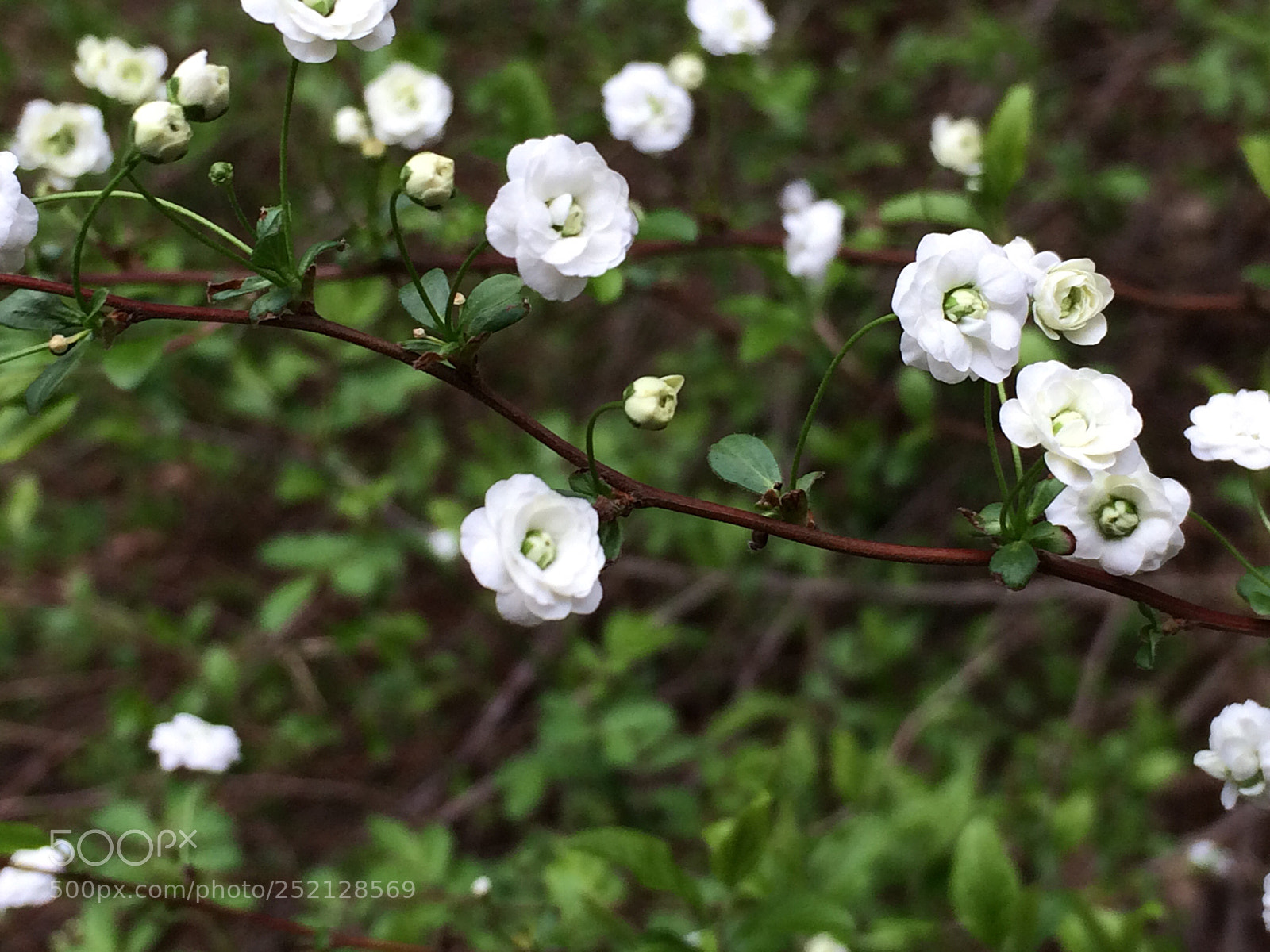 Apple iPhone 5s sample photo. Summer 2017  photography