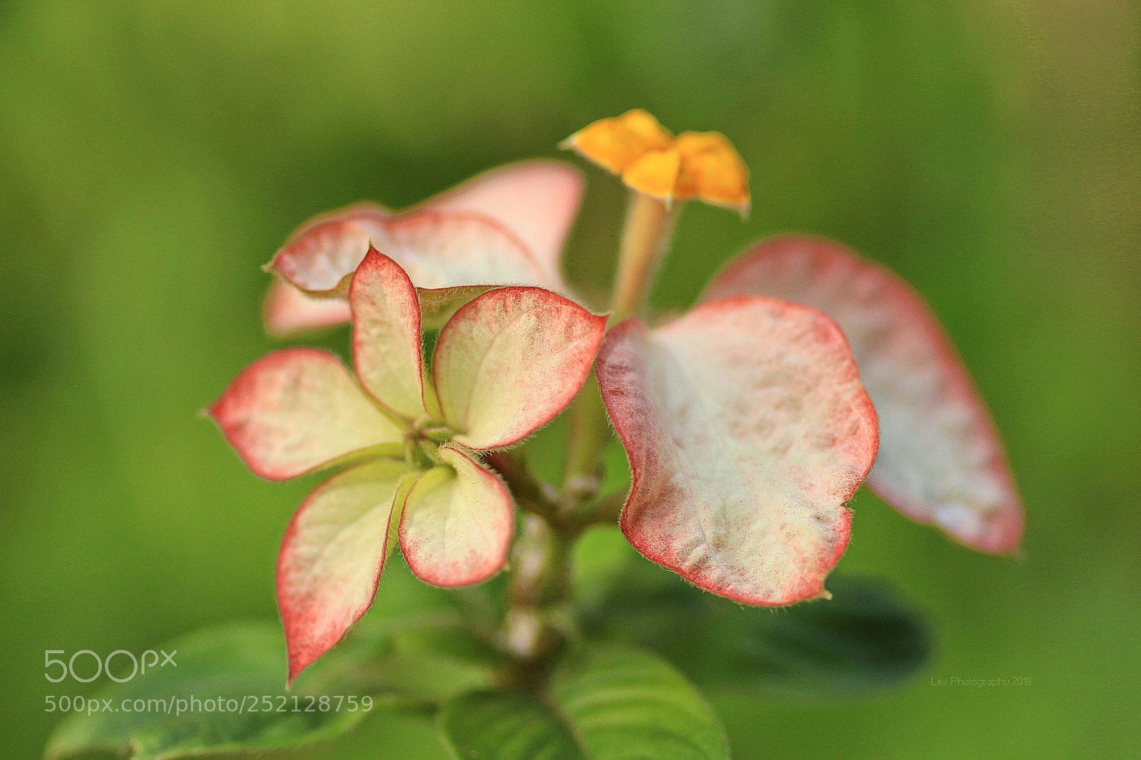 Canon EOS 700D (EOS Rebel T5i / EOS Kiss X7i) sample photo. Tiny flower photography