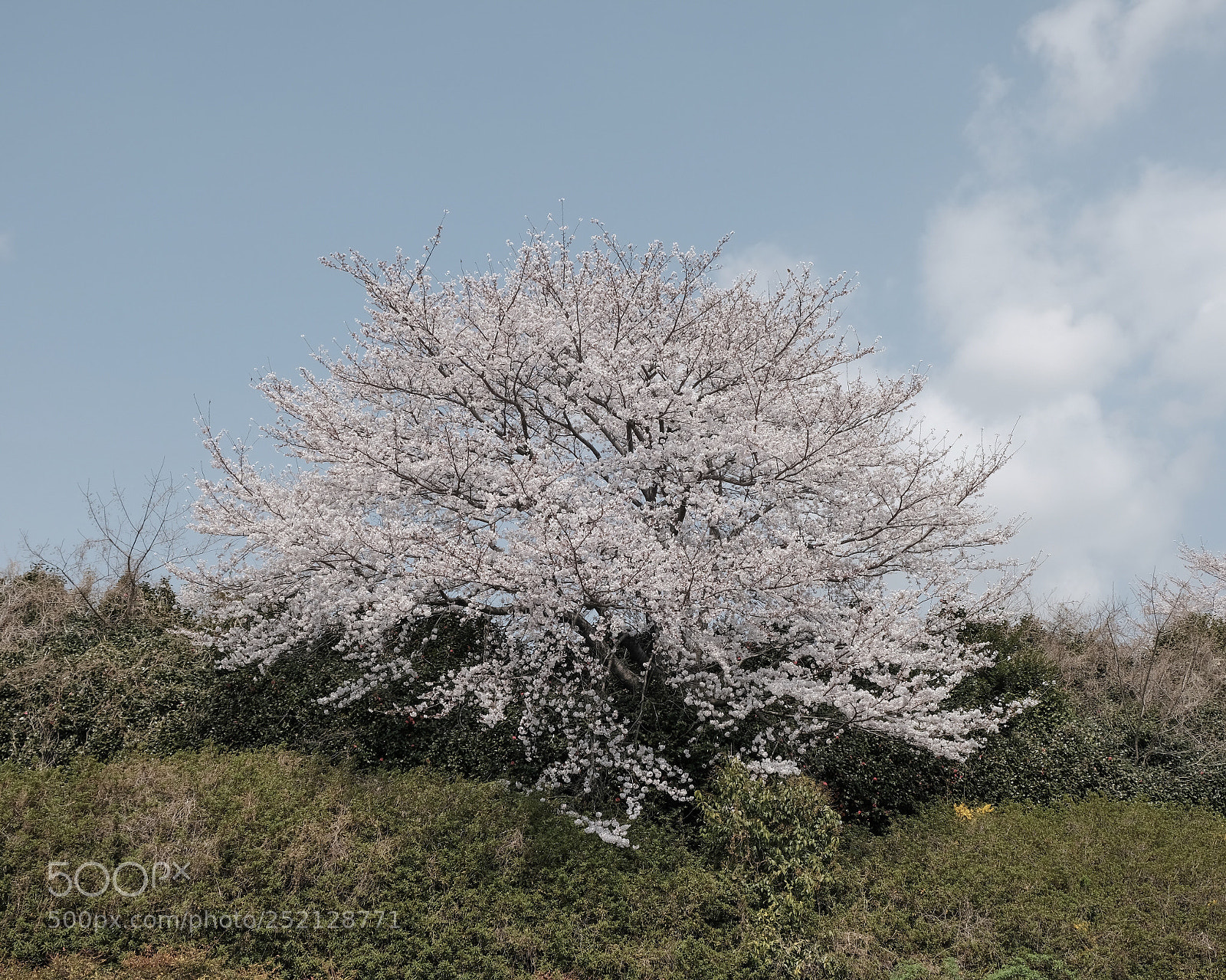 Fujifilm X-Pro2 sample photo. Cherry blossom photography