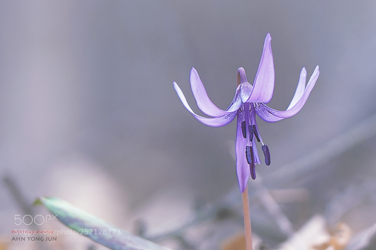 Nikon D3 sample photo. Purple violet photography