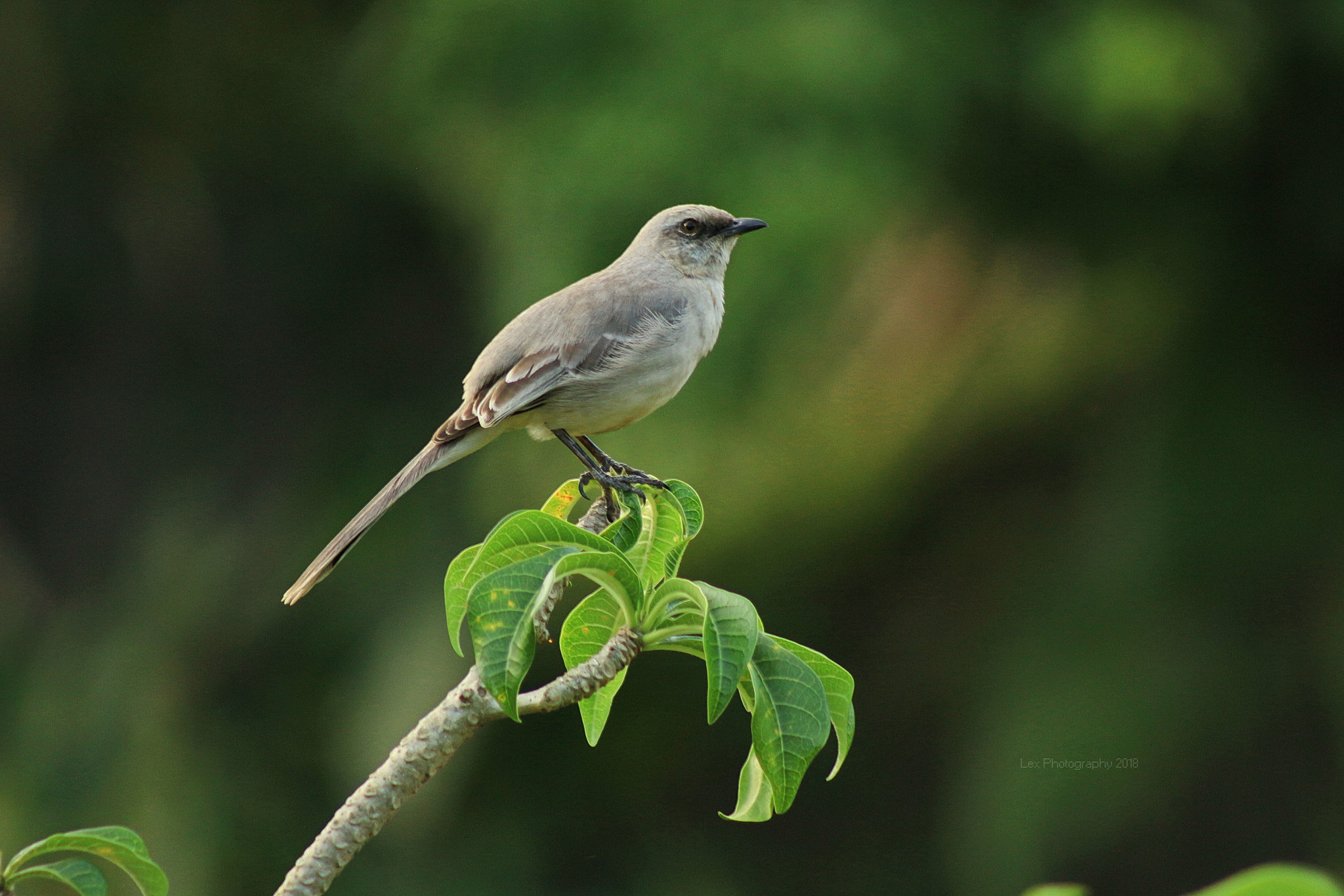 Canon EF 75-300mm f/4-5.6 sample photo. Before bed. photography