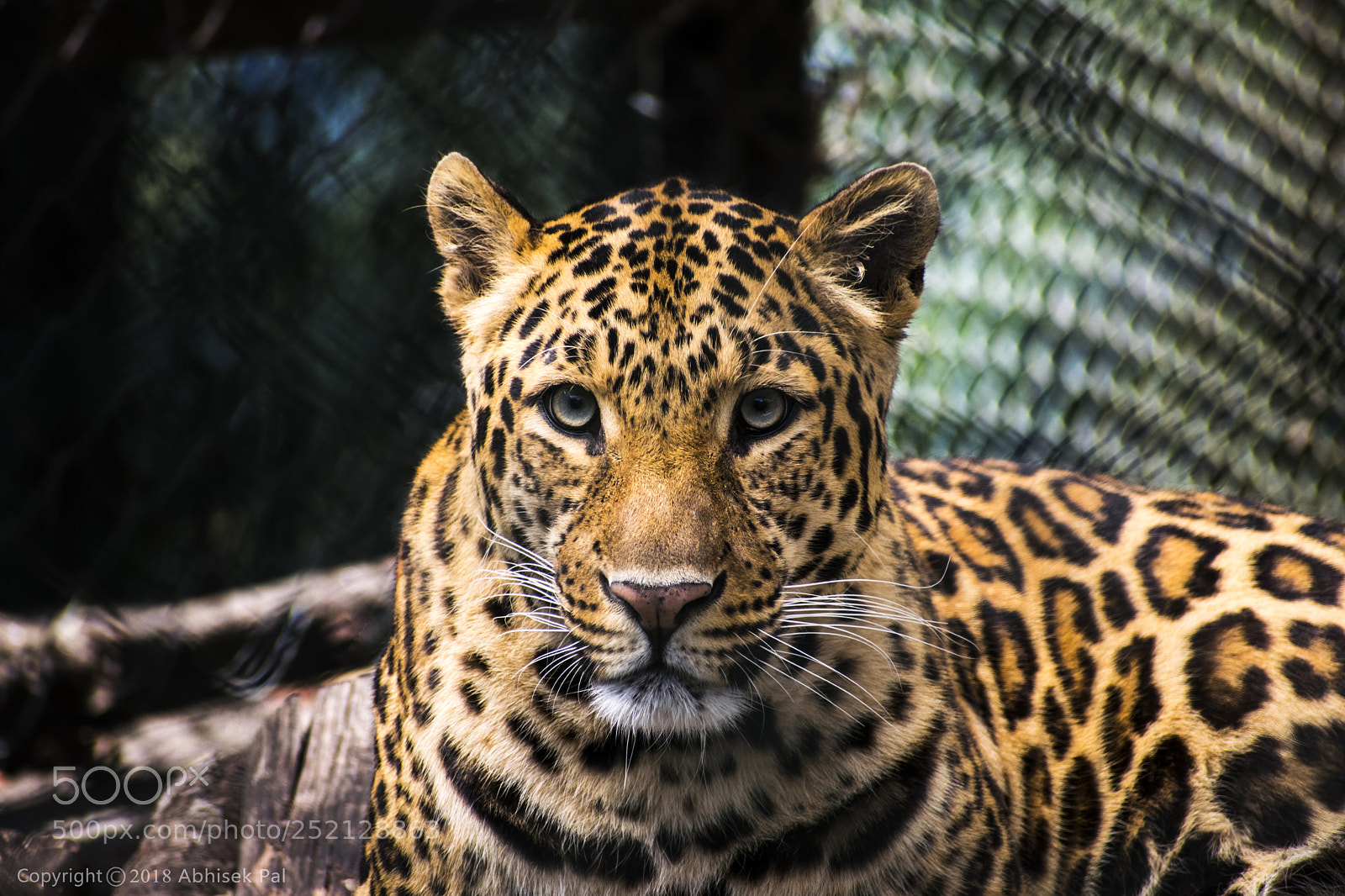 Nikon D5300 sample photo. Tiger photography