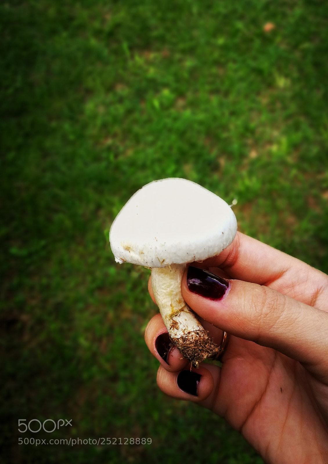 HUAWEI P10 sample photo. Fungi photography