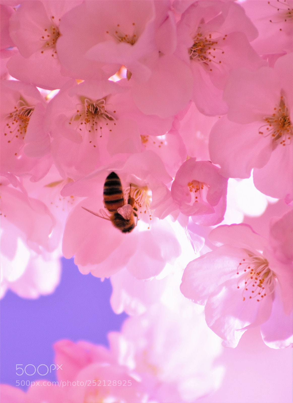 Canon EOS 60D sample photo. Sweet home -- 寻蜜 photography
