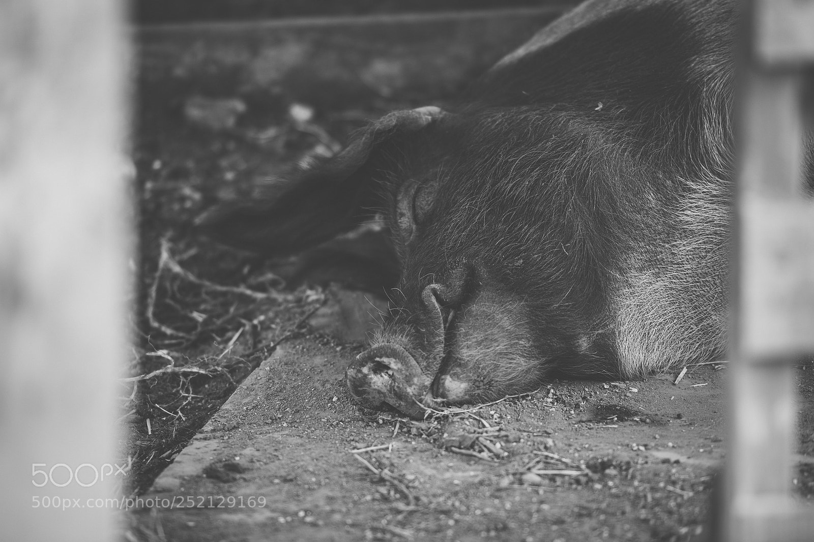 Nikon D800 sample photo. Pig on the farm. photography