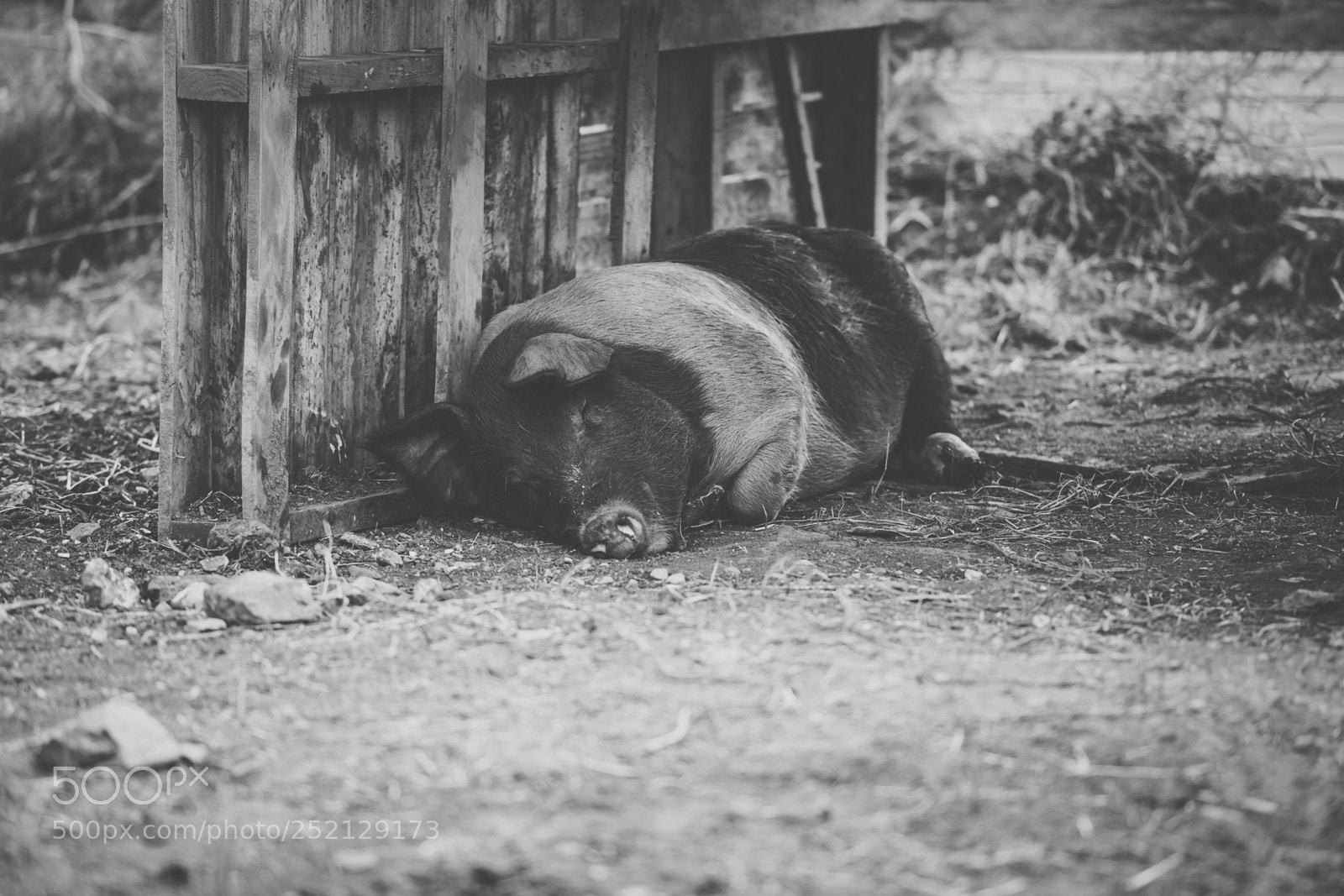 Nikon D800 sample photo. Pig on the farm. photography