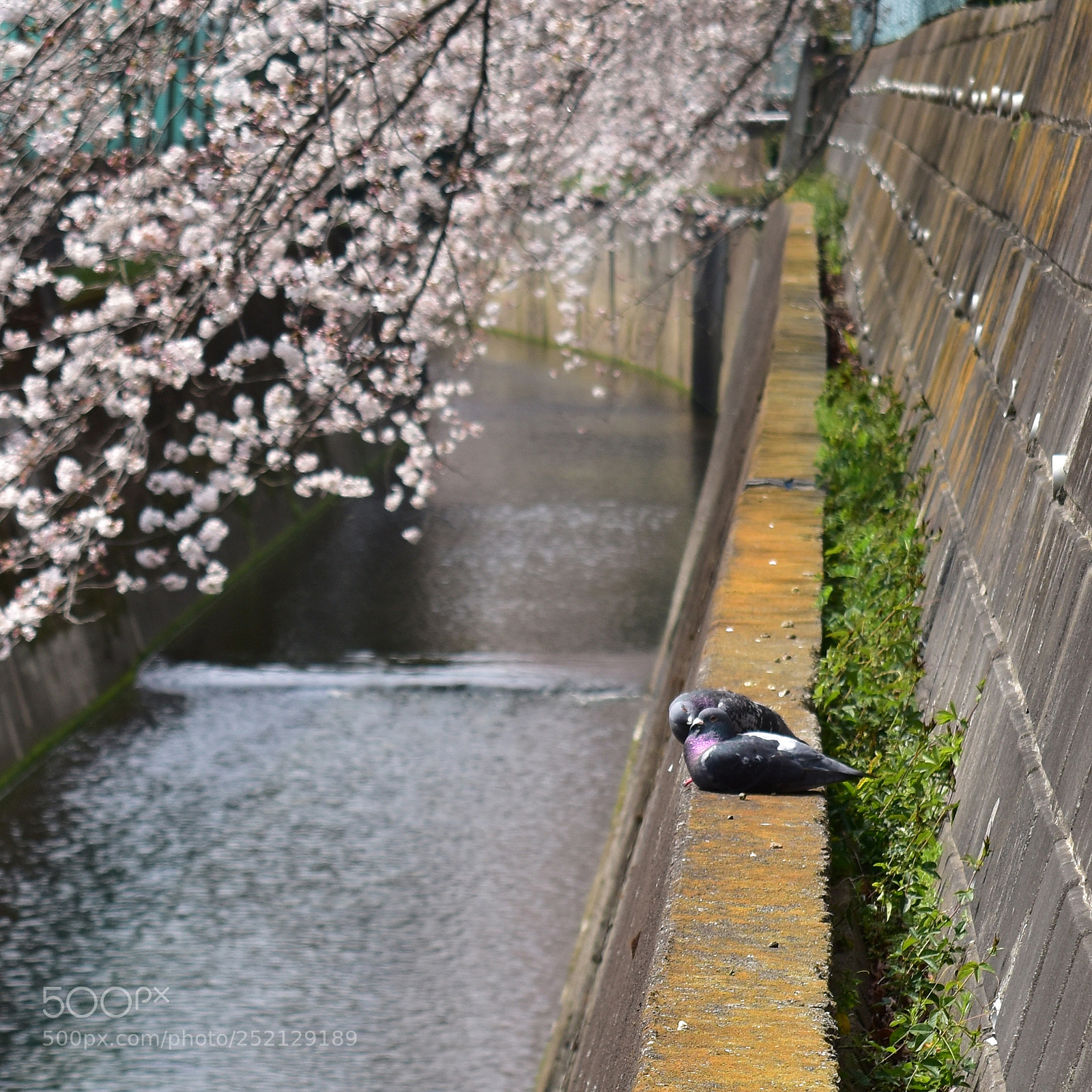 Nikon D5500 sample photo. Love season photography