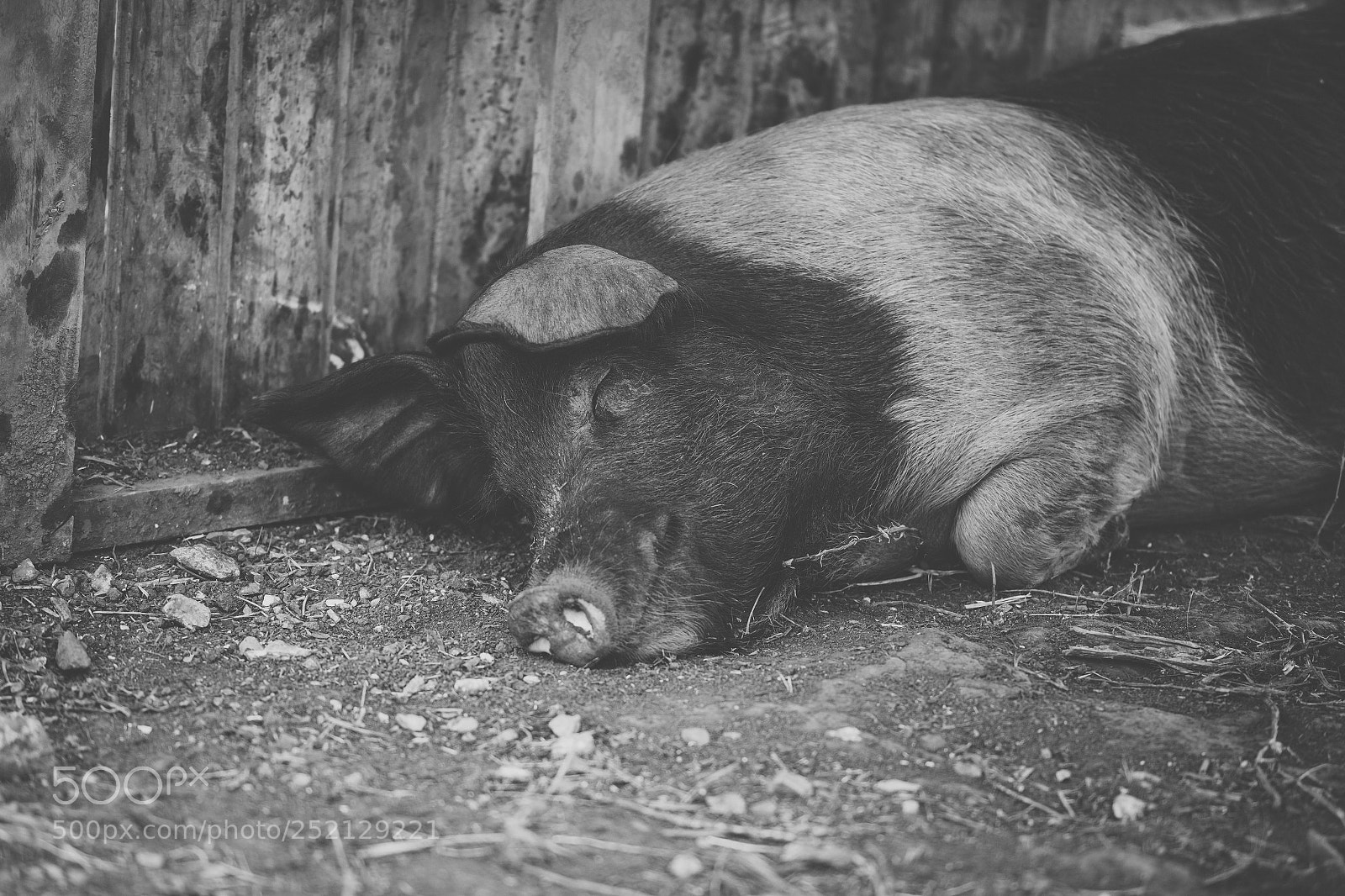Nikon D800 sample photo. Pig on the farm. photography