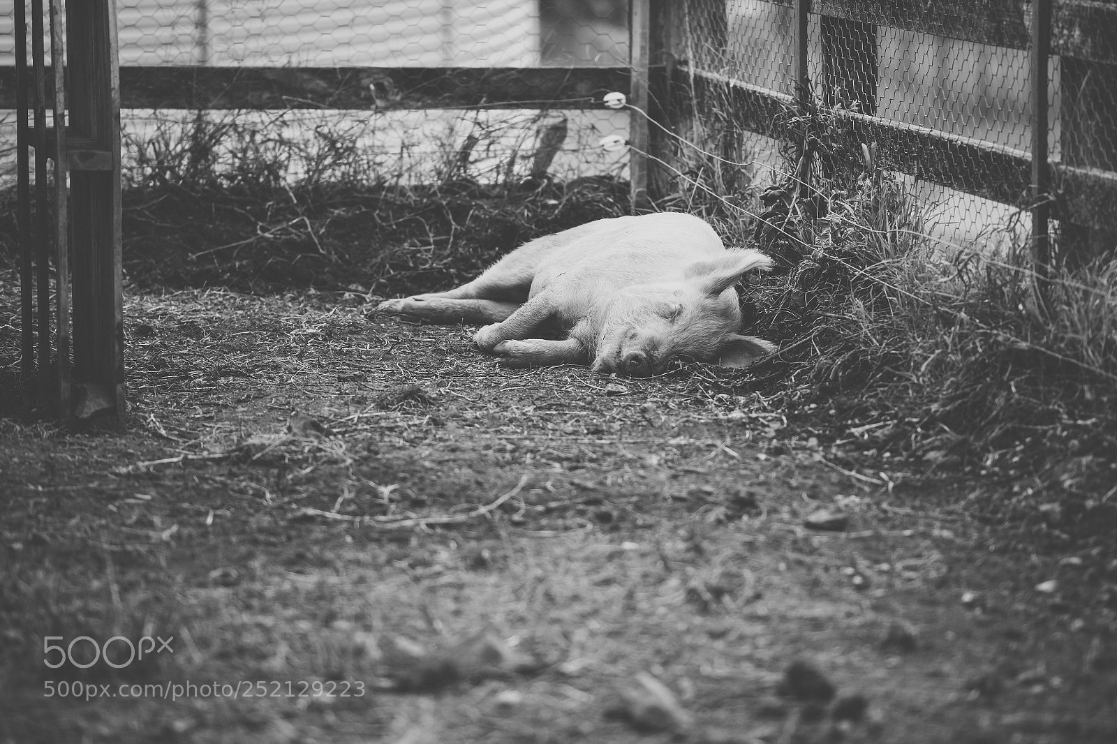 Nikon D800 sample photo. Pig on the farm. photography