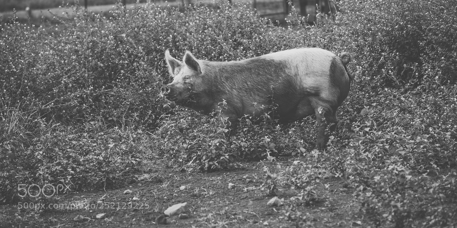 Nikon D800 sample photo. Pig on the farm. photography