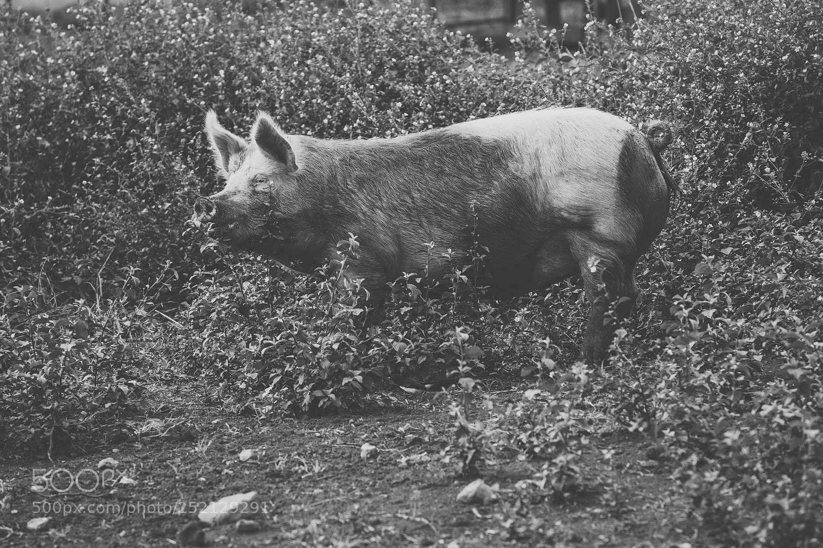 Nikon D800 sample photo. Pig on the farm. photography