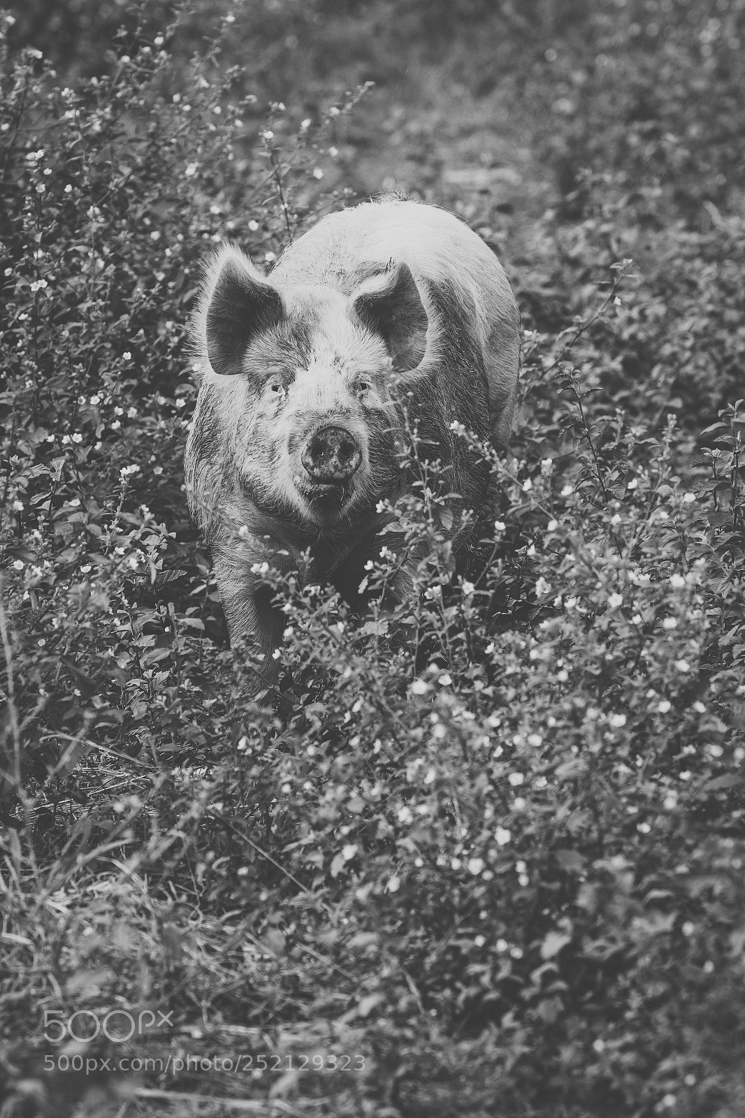 Nikon D800 sample photo. Pig on the farm. photography