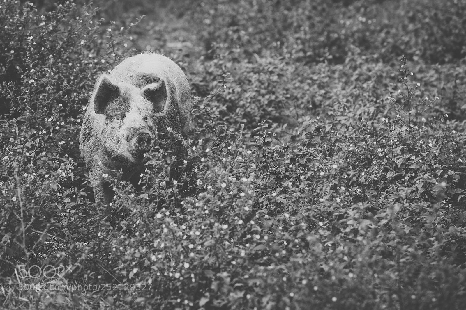 Nikon D800 sample photo. Pig on the farm. photography