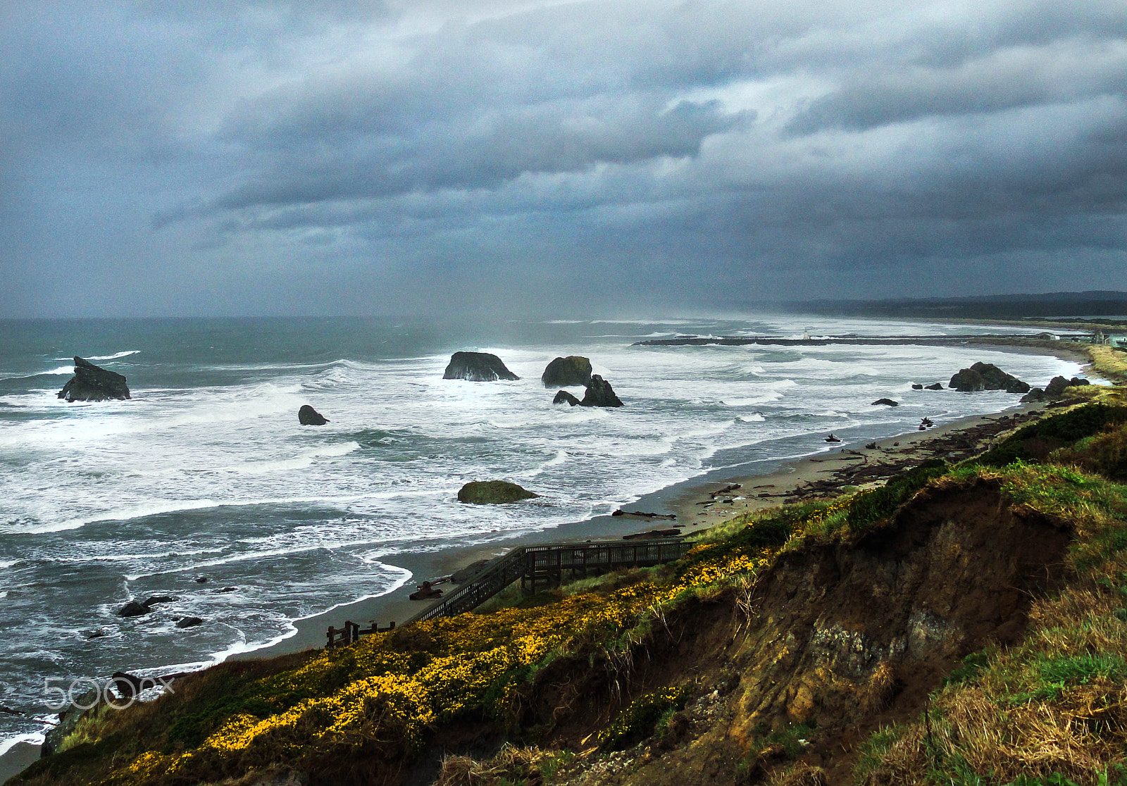 Sony Cyber-shot DSC-H55 sample photo. Yellow flowers on rocky coast photography