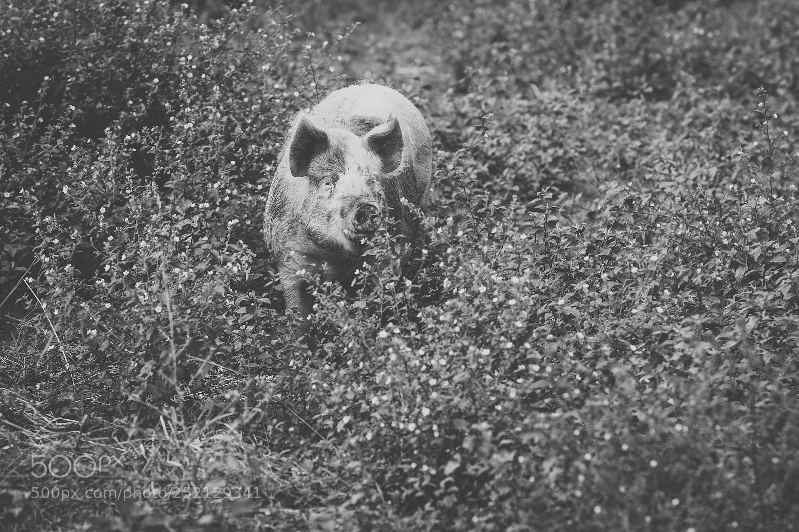 Nikon D800 sample photo. Pig on the farm. photography