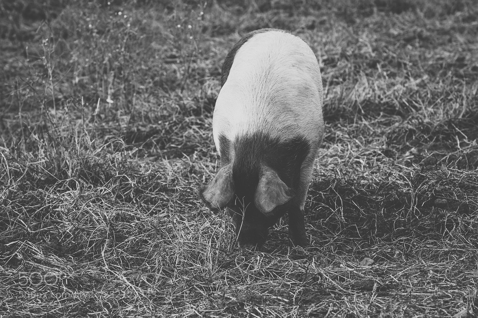 Nikon D800 sample photo. Pig on the farm. photography