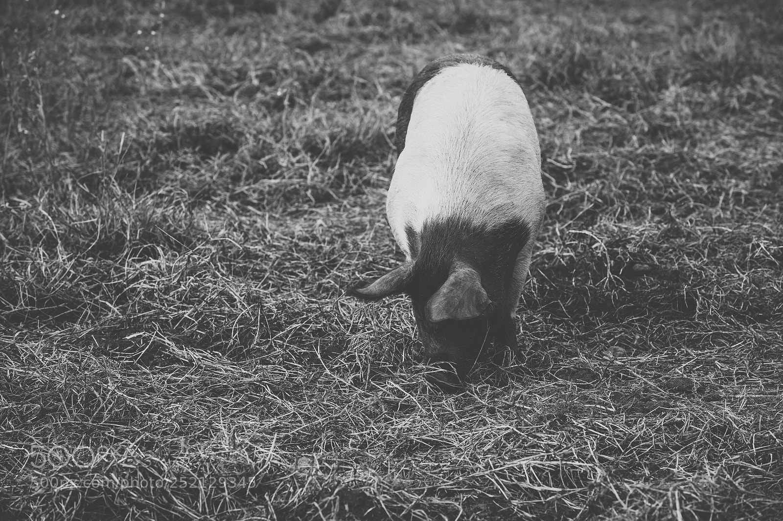 Nikon D800 sample photo. Pig on the farm. photography