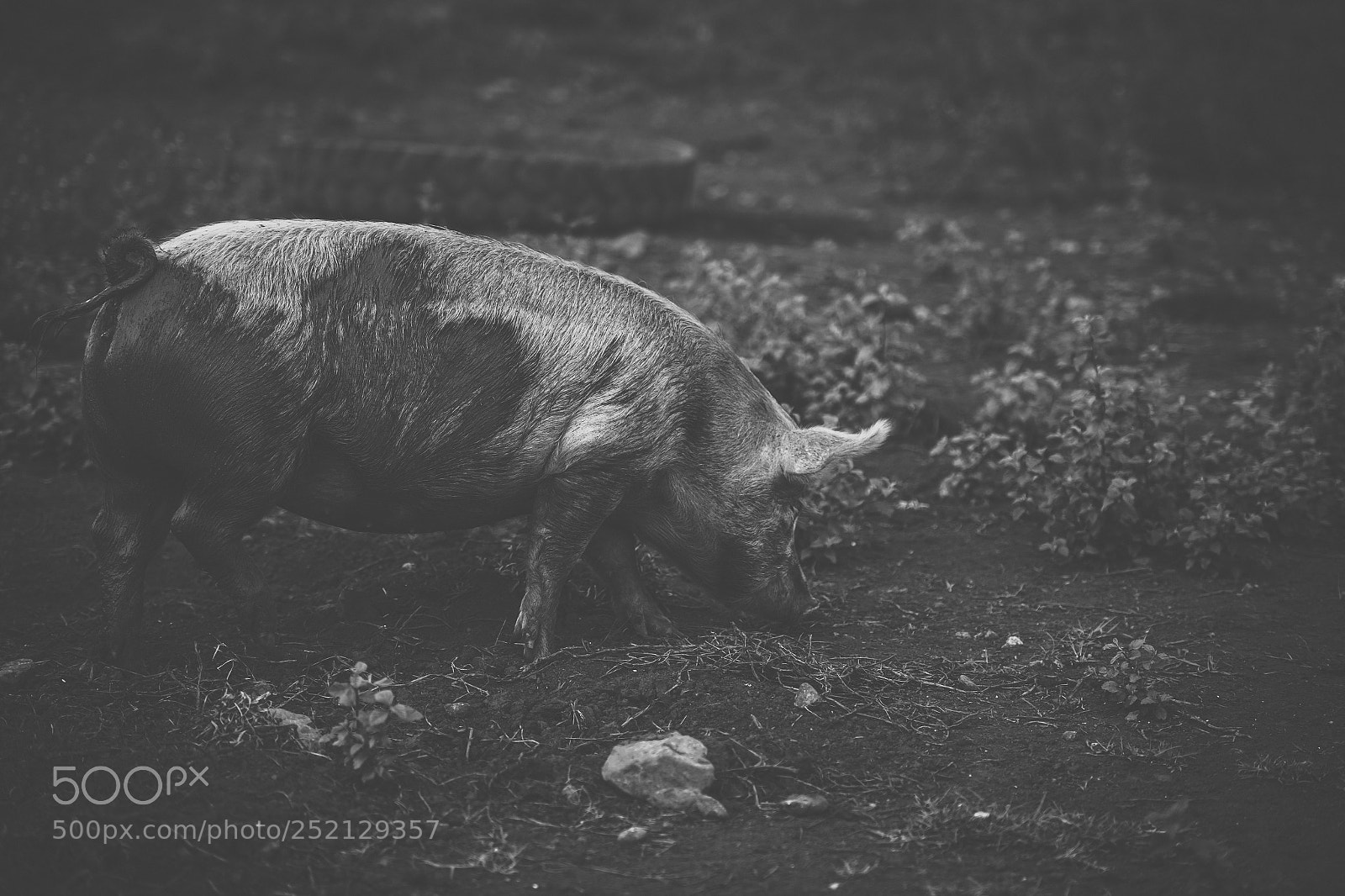 Nikon D800 sample photo. Pig on the farm. photography