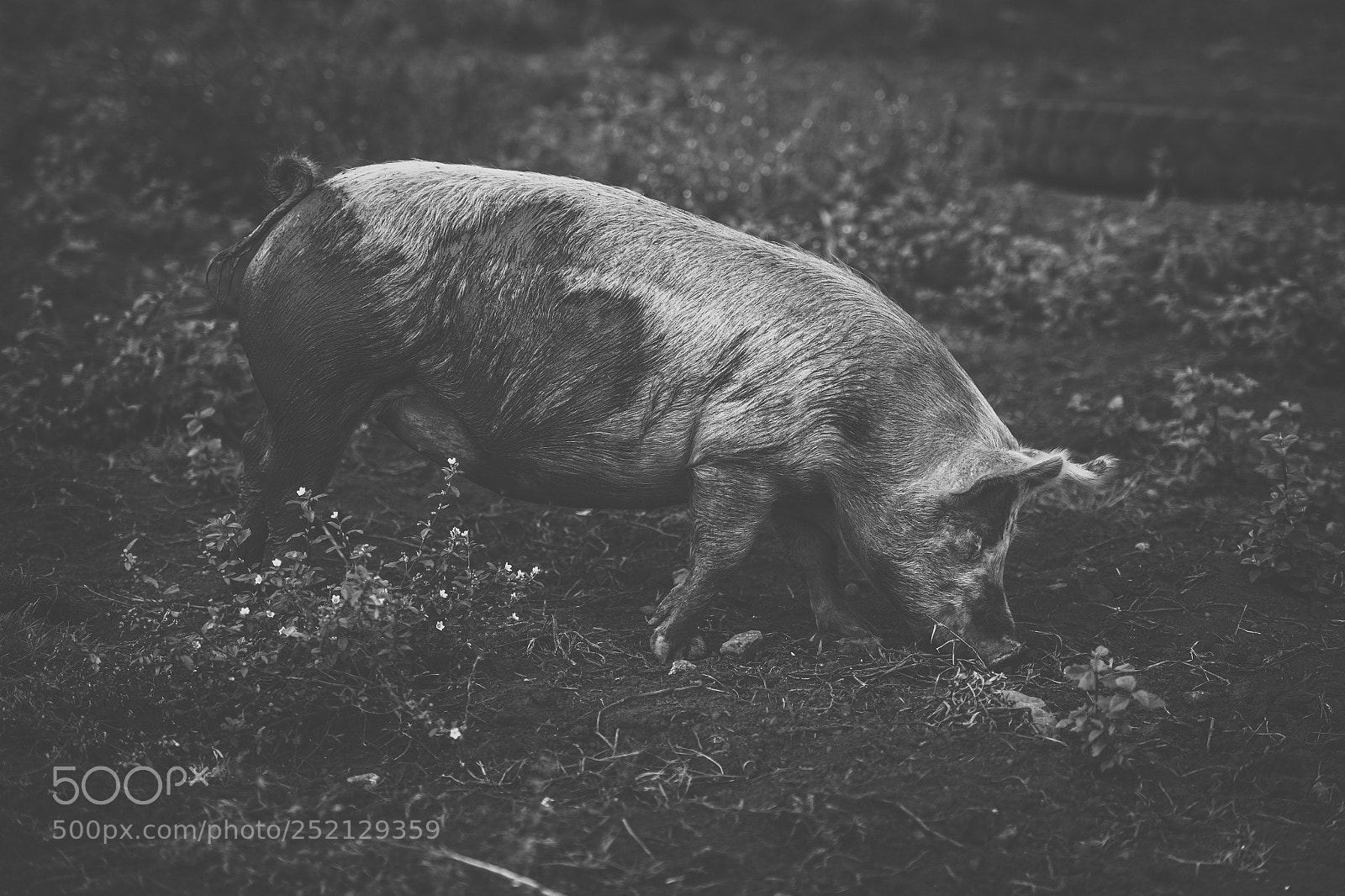 Nikon D800 sample photo. Pig on the farm. photography
