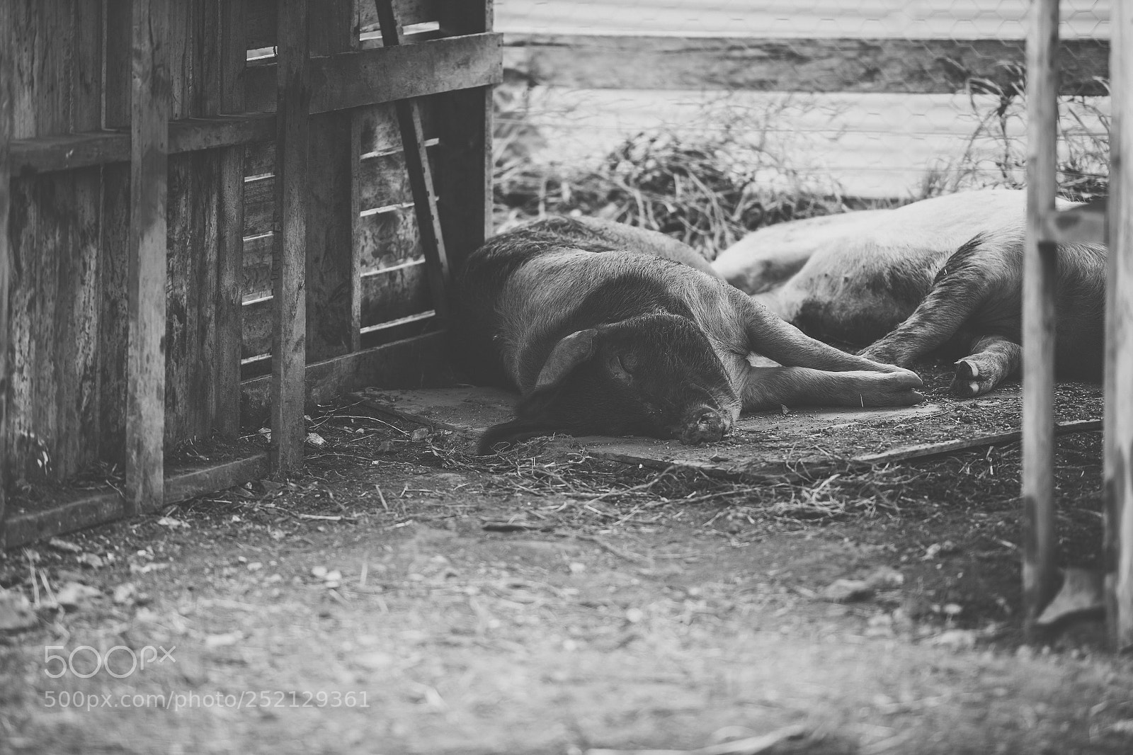 Nikon D800 sample photo. Pig on the farm. photography
