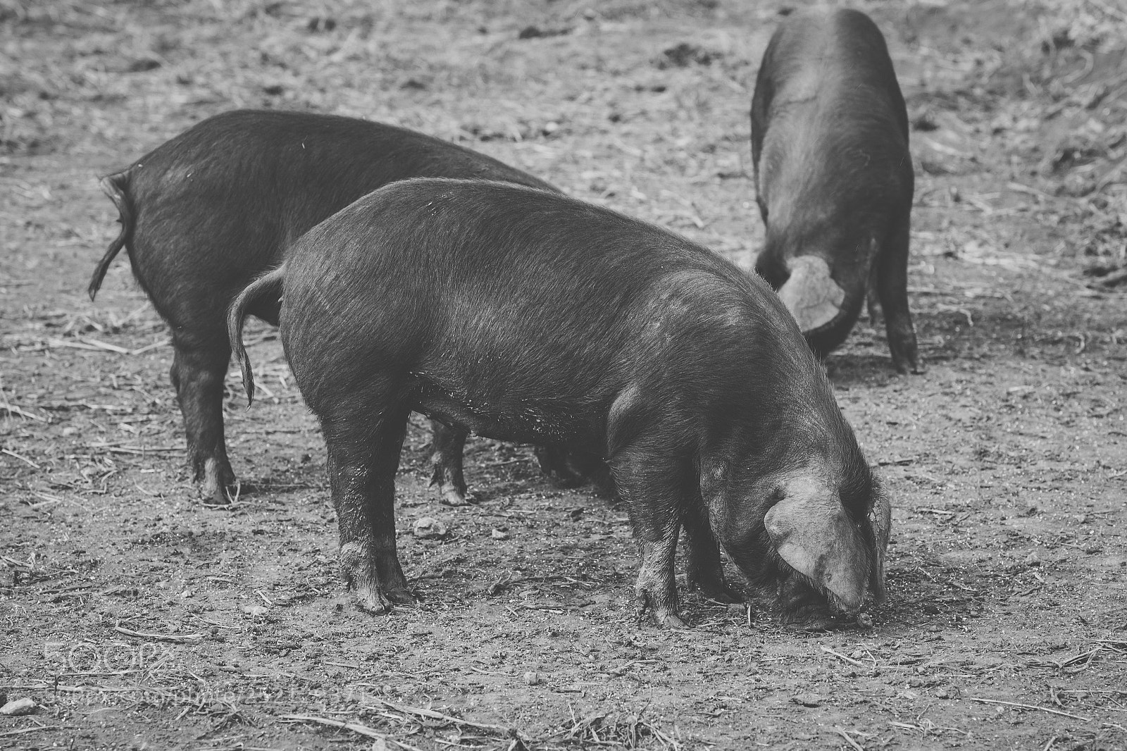 Nikon D800 sample photo. Pig on the farm. photography
