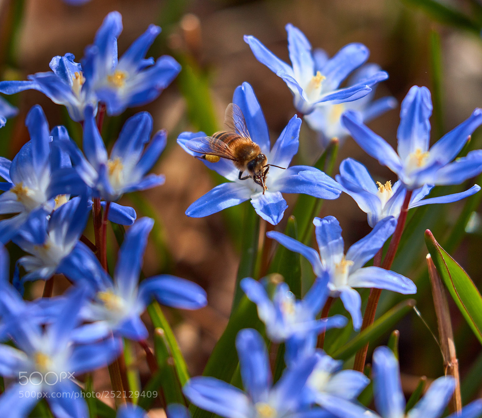 Canon EOS 5DS R sample photo. Pollen collector photography