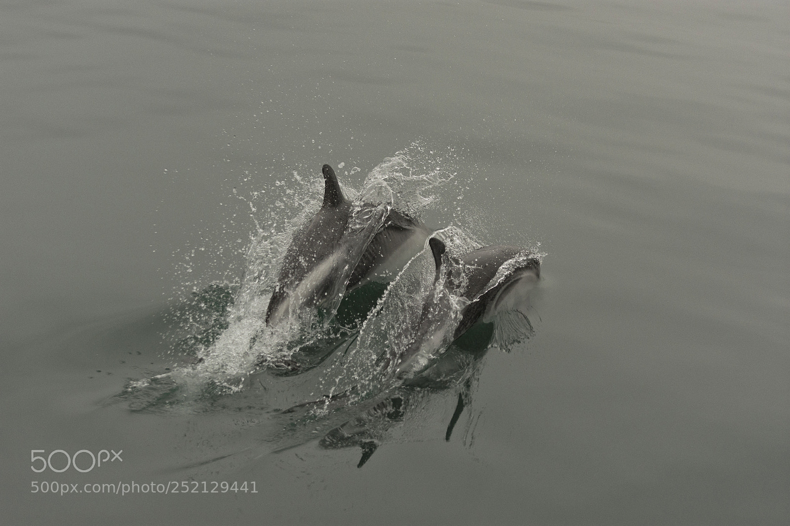 Nikon D7200 sample photo. Together... photography