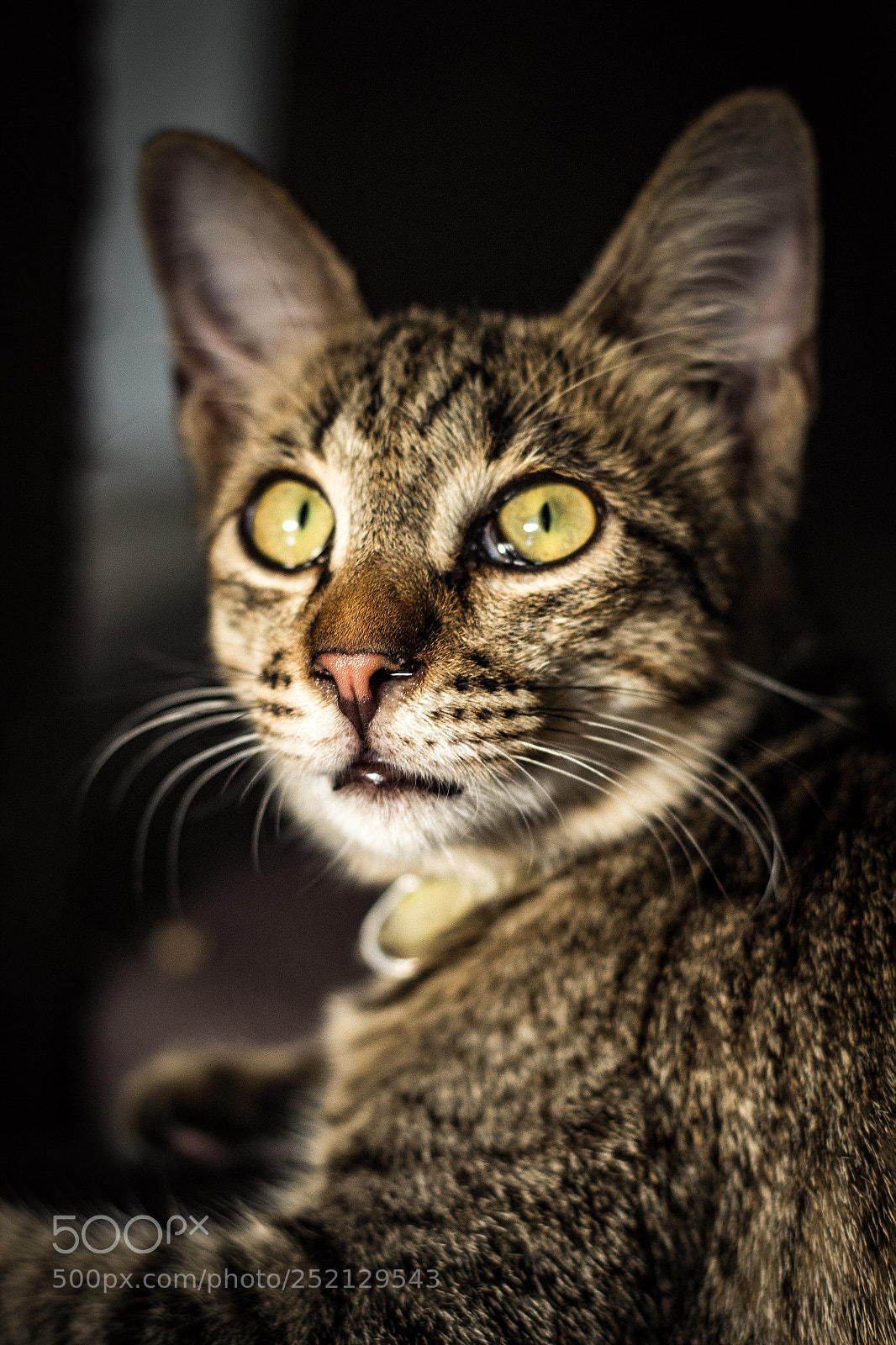 Canon EOS 700D (EOS Rebel T5i / EOS Kiss X7i) sample photo. Johnny photography