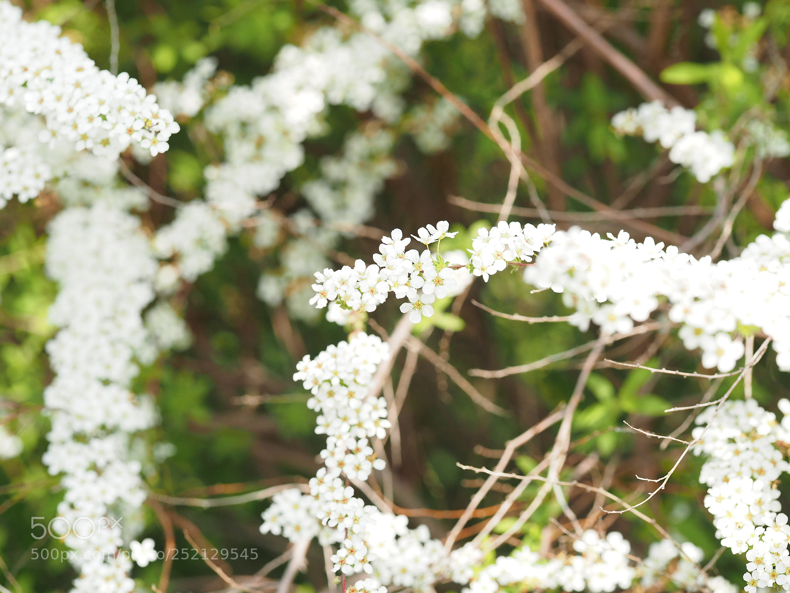 Olympus OM-D E-M1 sample photo. White photography