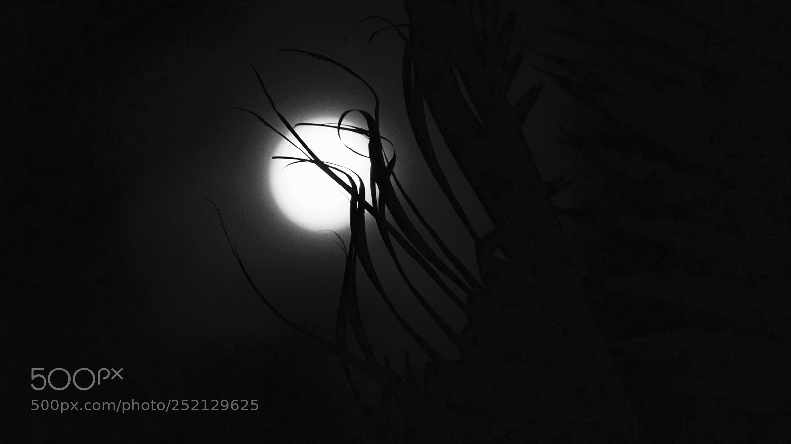 Sony Alpha a5000 (ILCE 5000) sample photo. Silhouette. photography