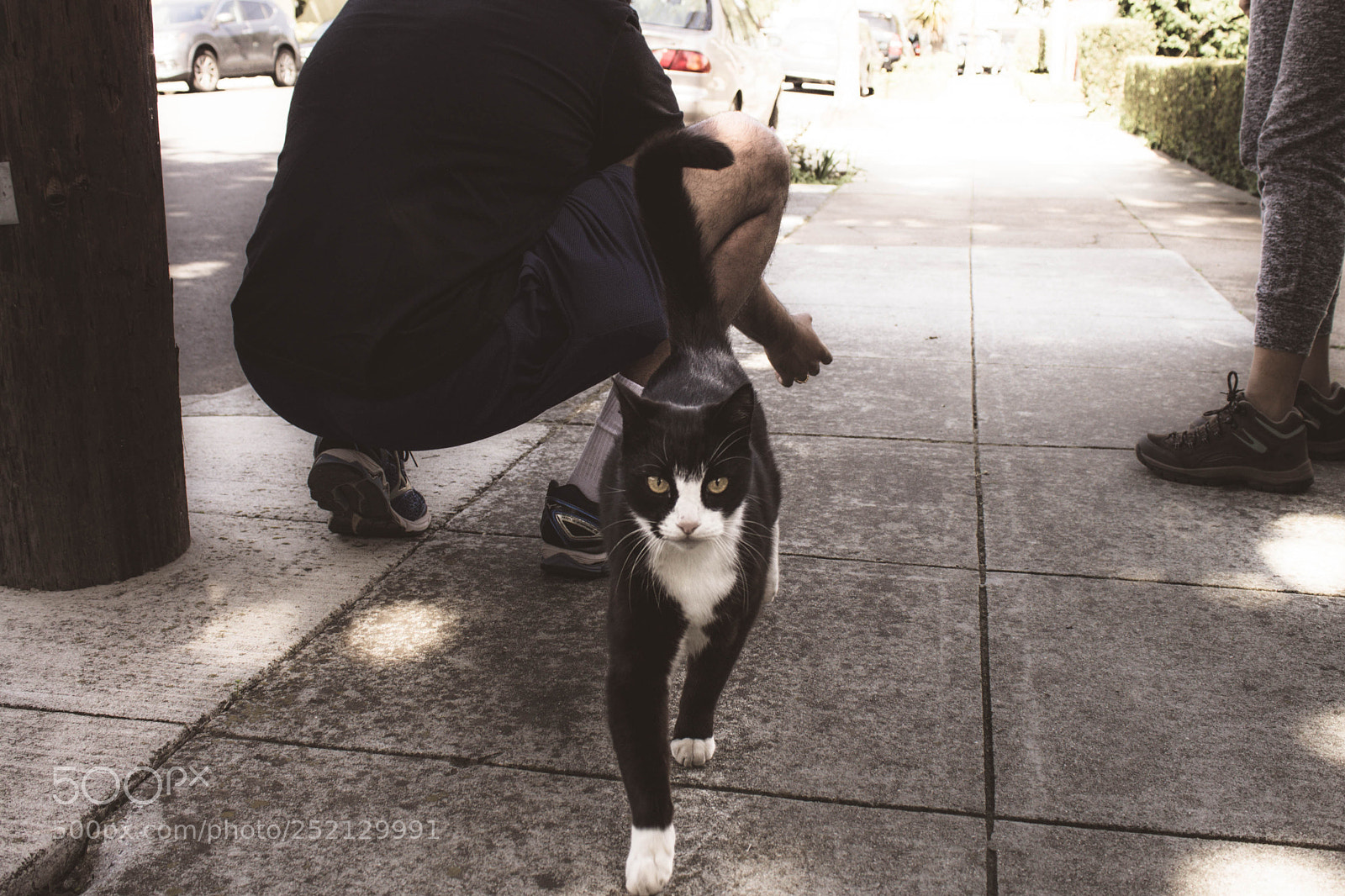 Canon EOS 1100D (EOS Rebel T3 / EOS Kiss X50) sample photo. Street cat photography