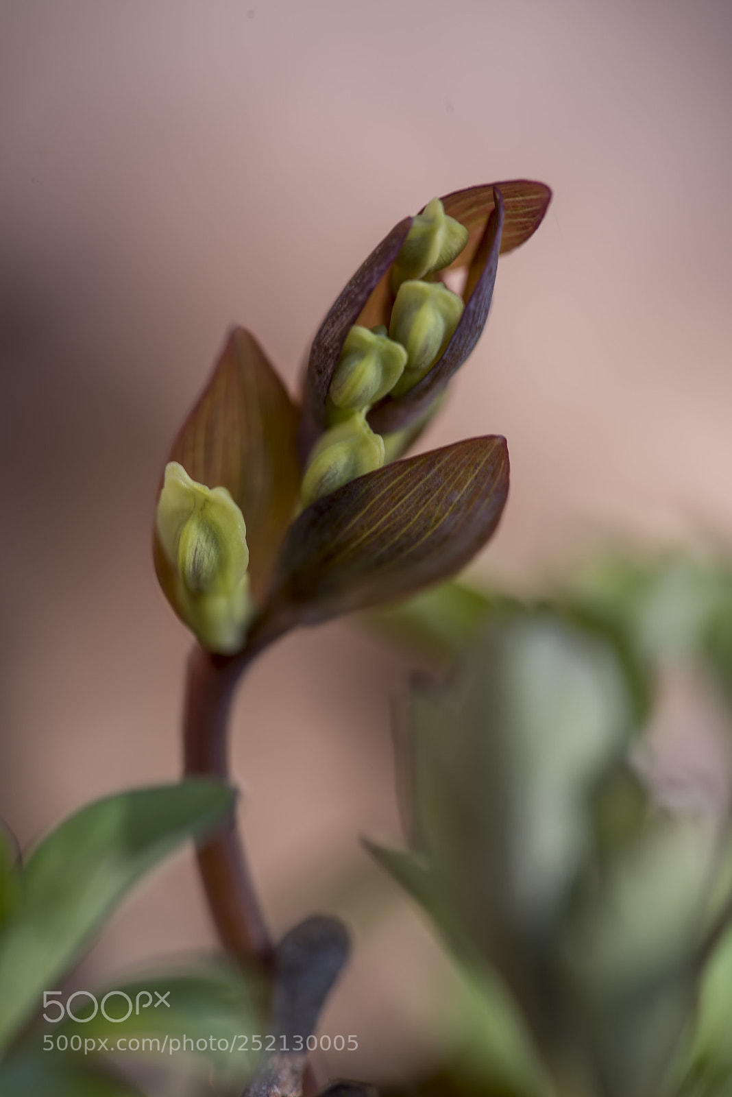 Nikon D810 sample photo. Lerchensporn photography